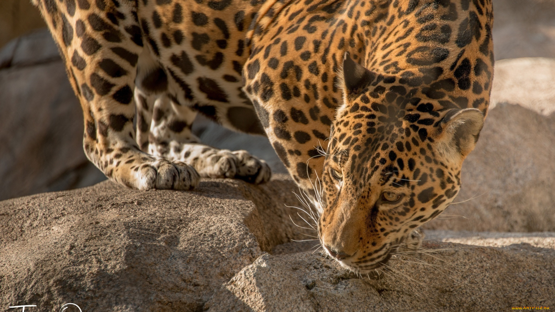 животные, Ягуары, камни, кошка, морда