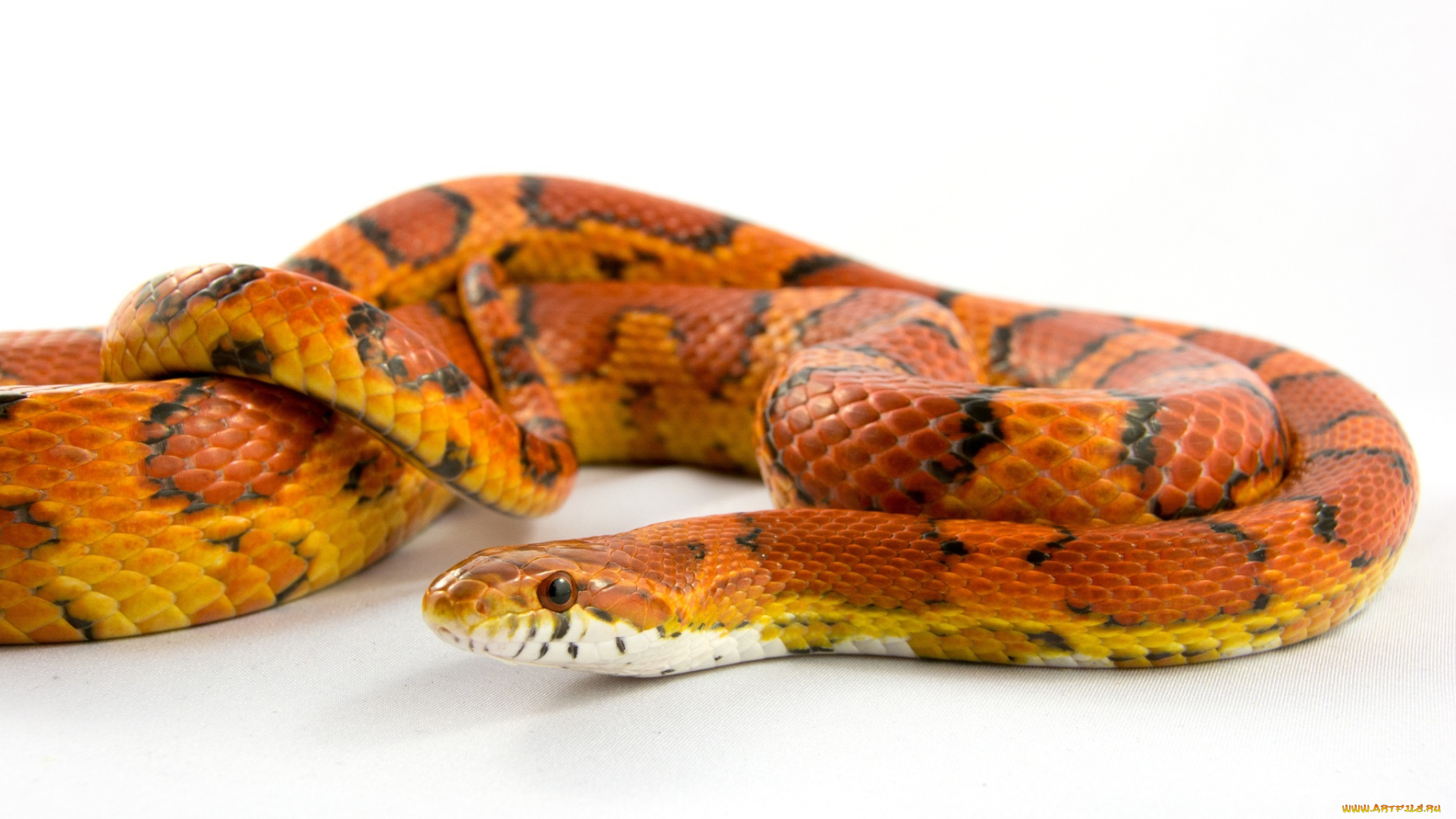 животные, змеи, , питоны, , кобры, макро, цвет, оранжевая