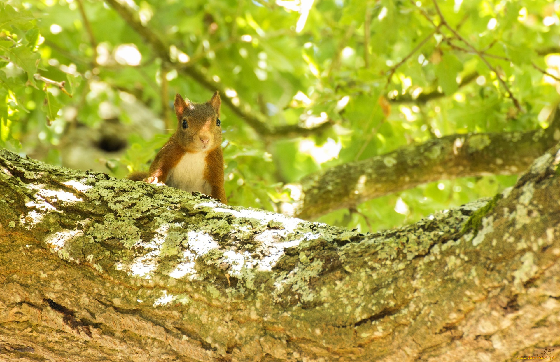 животные, белки, ветка, мордочка, листва