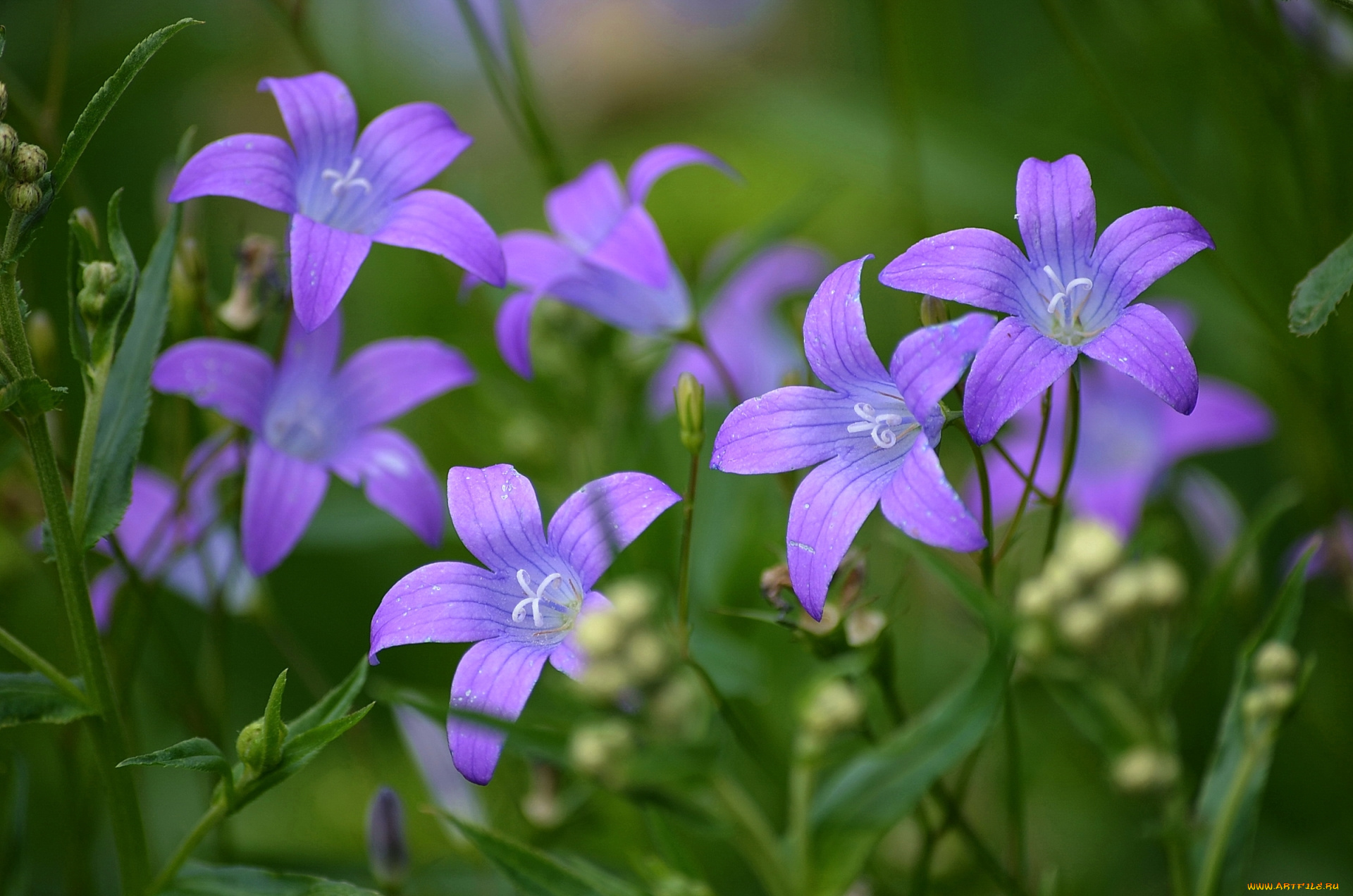 цветы, колокольчики, фиолетовый