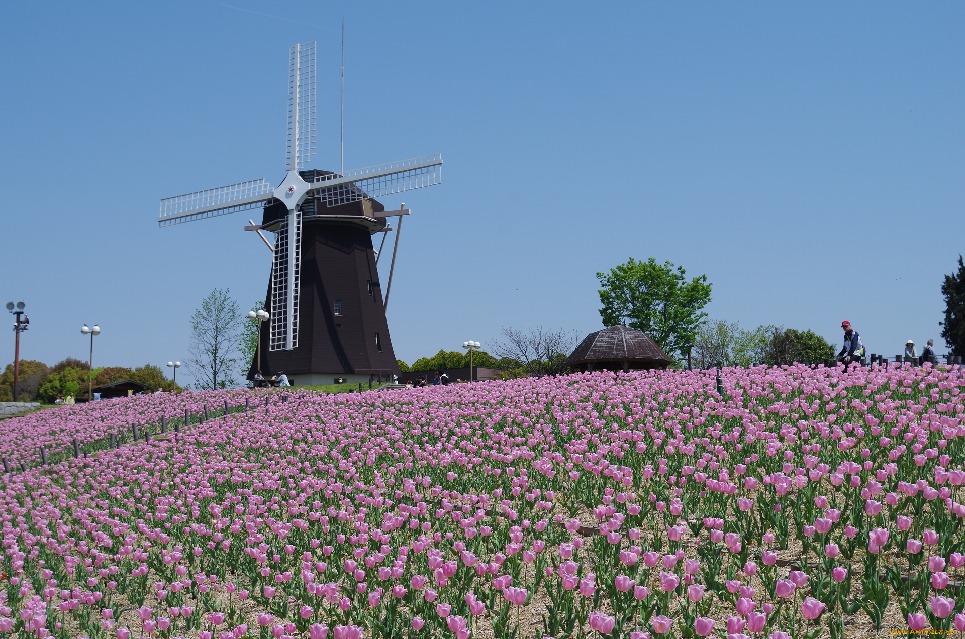 разное, мельницы, тюльпаны, небо