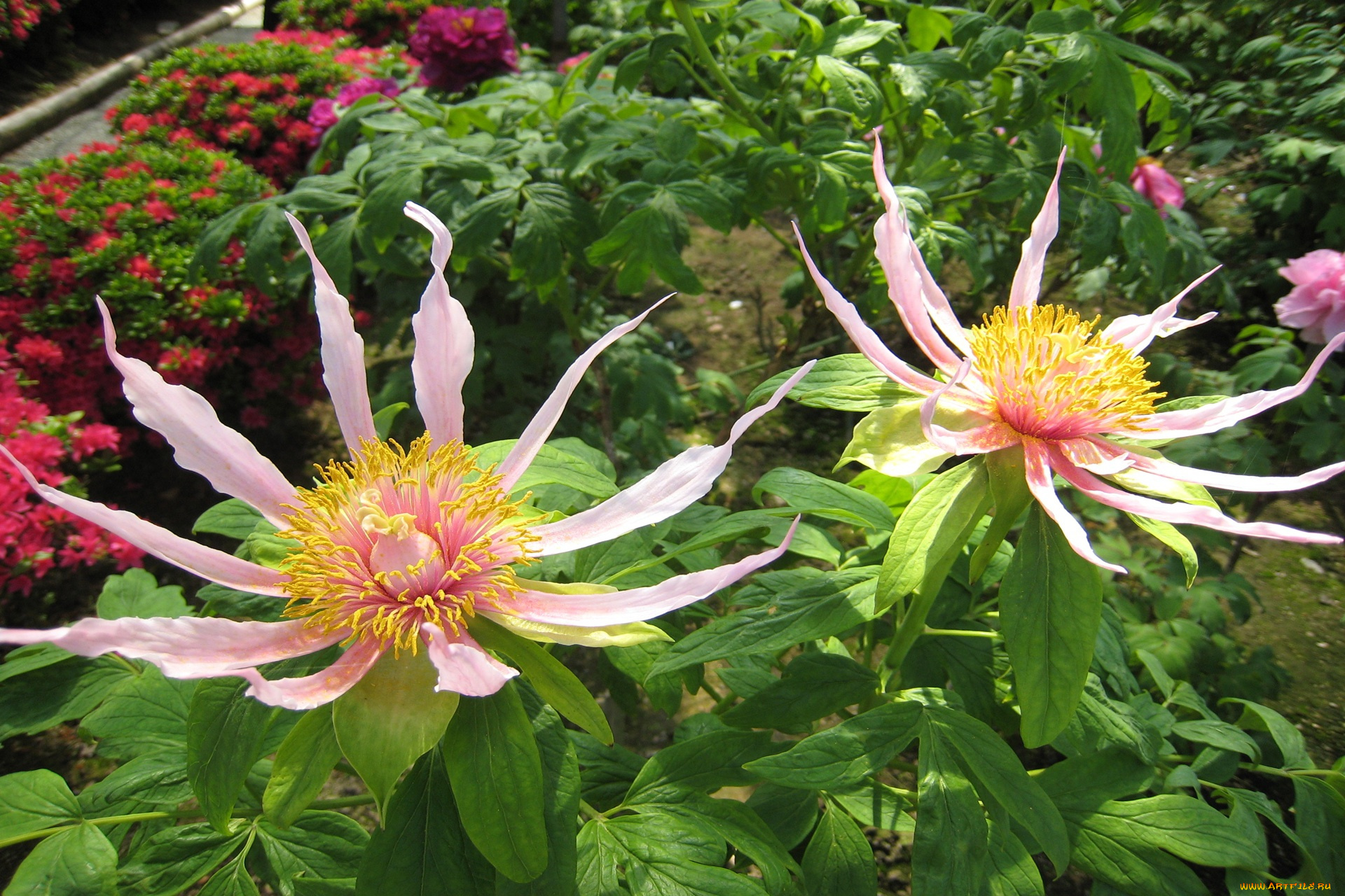 цветы, бутоны