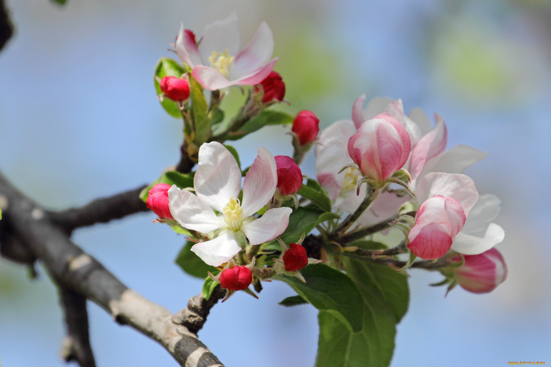 цветы, цветущие, деревья, , , кустарники, ветка, лепестки