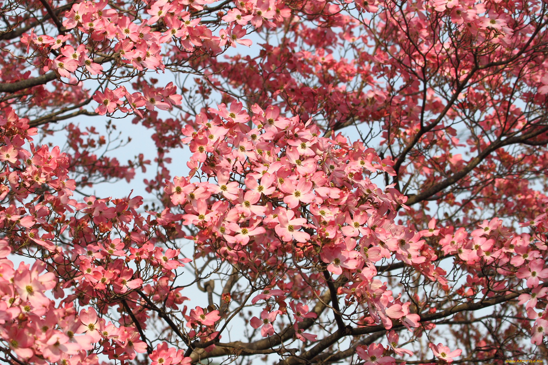 цветы, кизил, лепестки