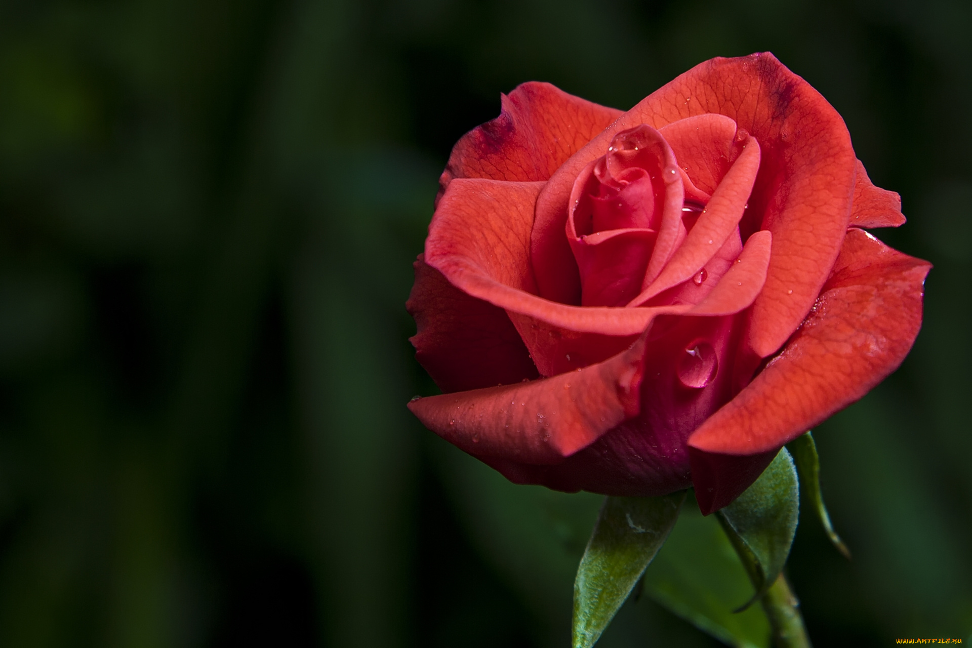 цветы, розы, макро