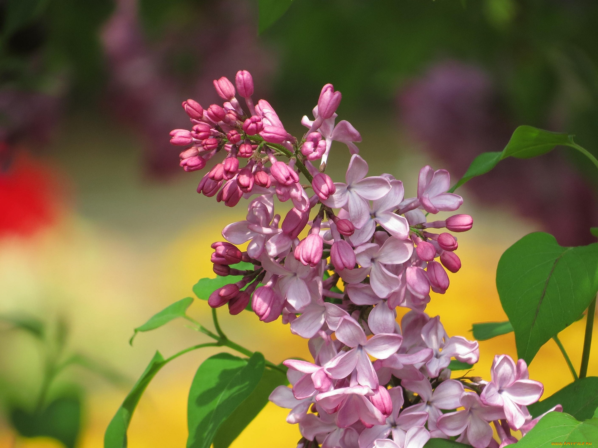 цветы, сирень, бутон