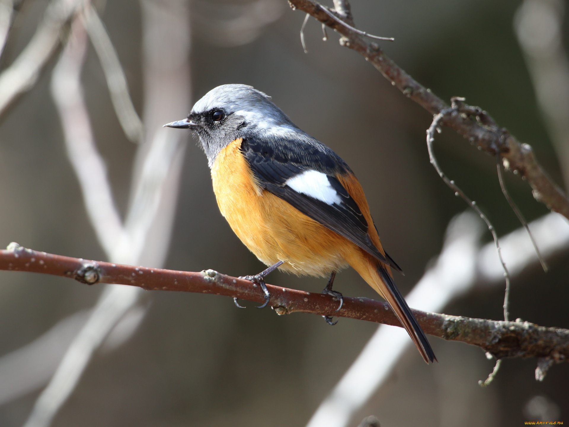 животные, амадины, , зяблики, , астрильды, птичка, ветка