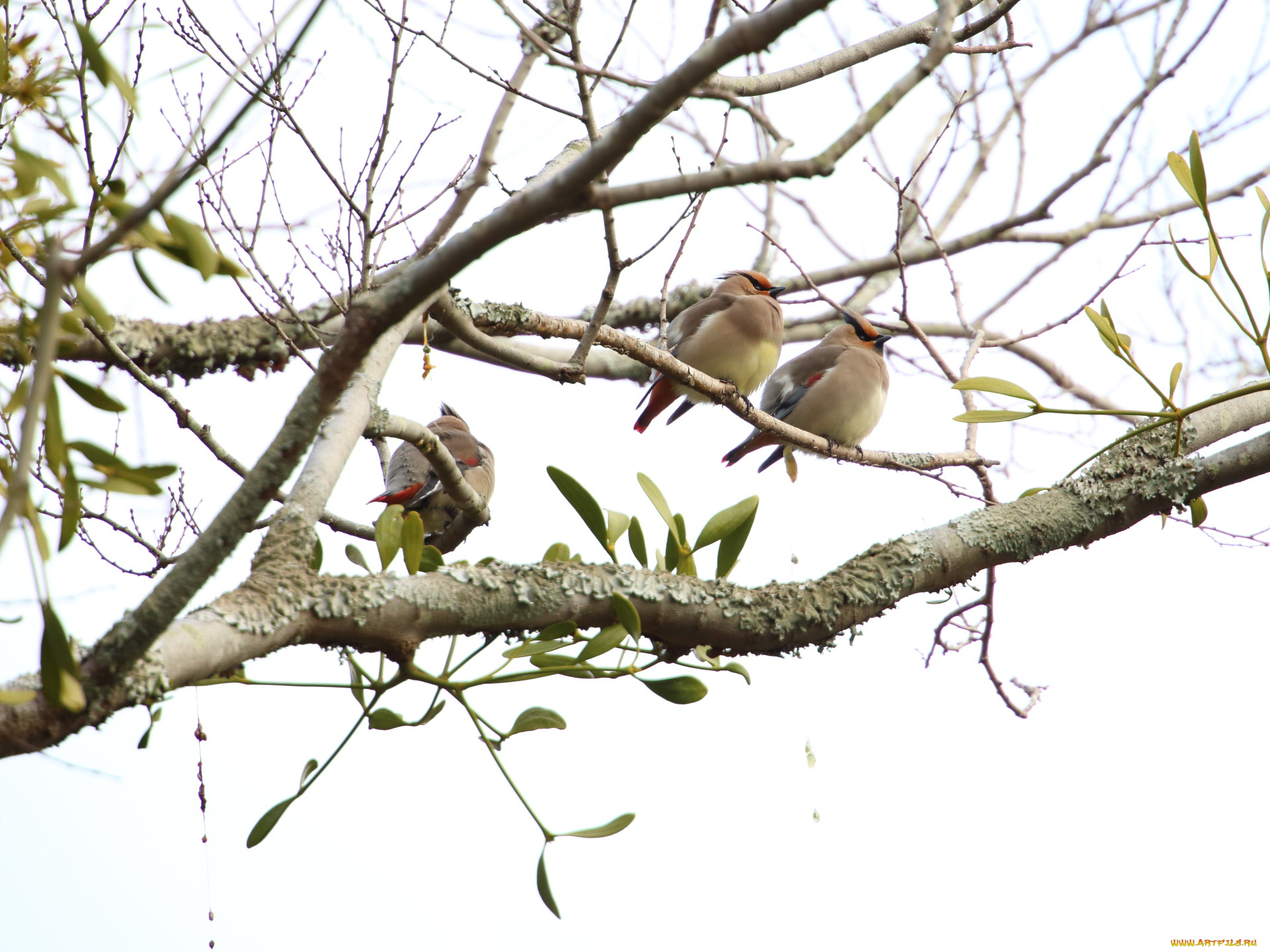 животные, свиристели, птицы, ветки