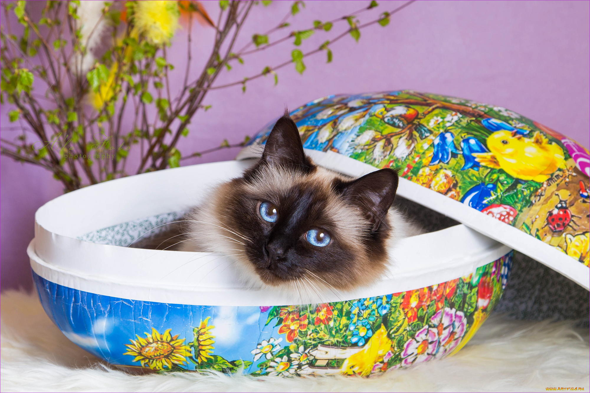 животные, коты, взгляд