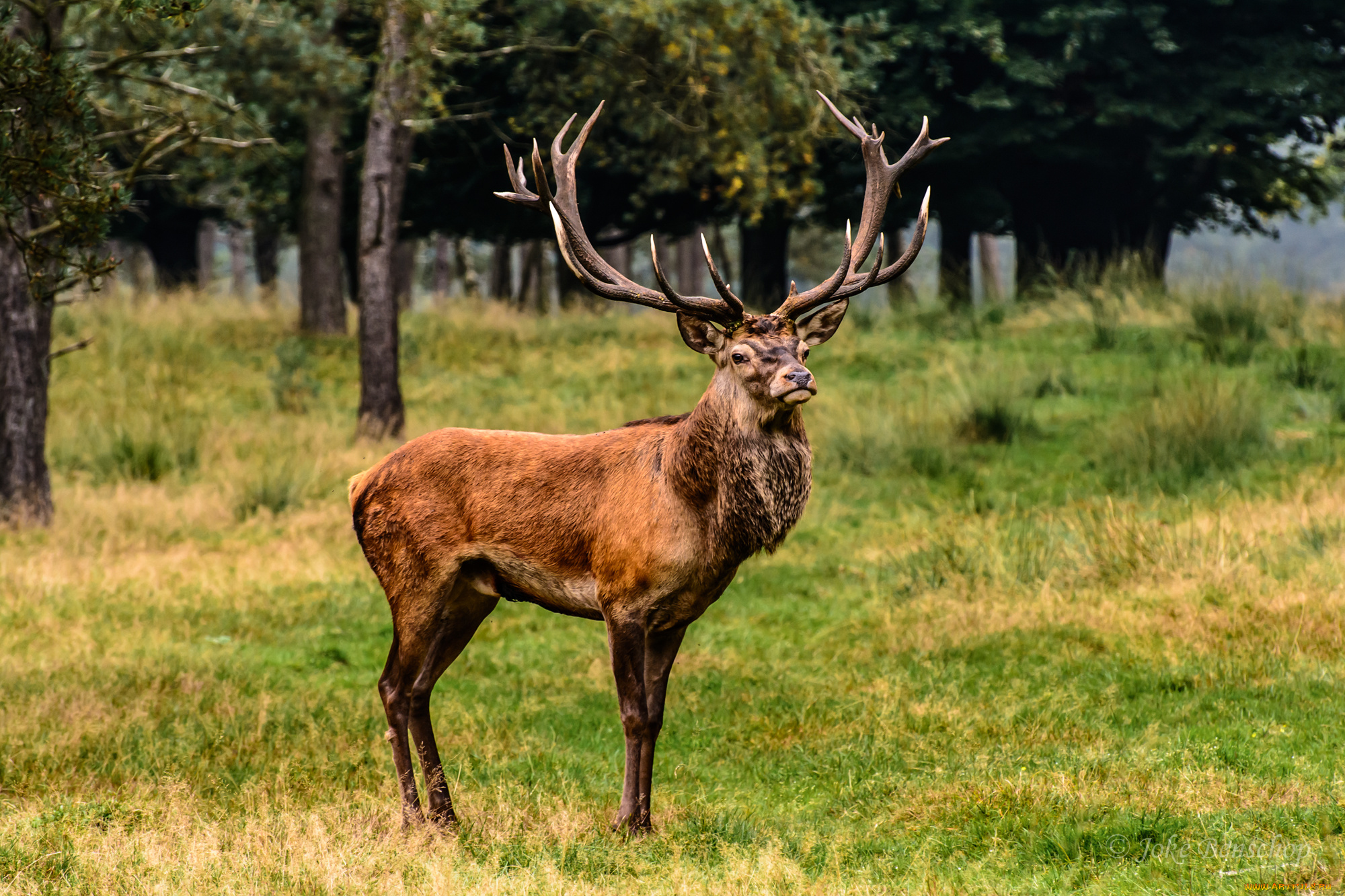 животные, олени, рога