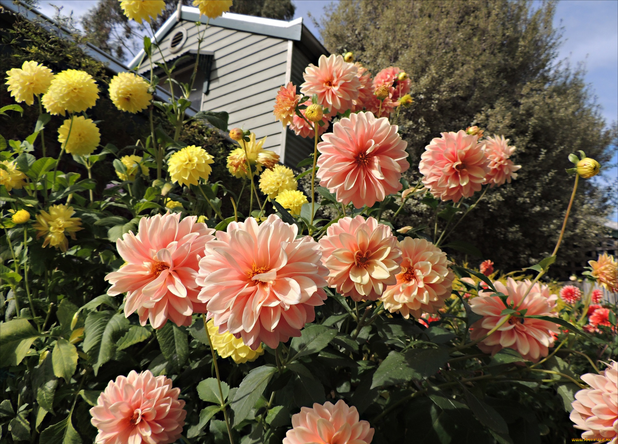 цветы, георгины