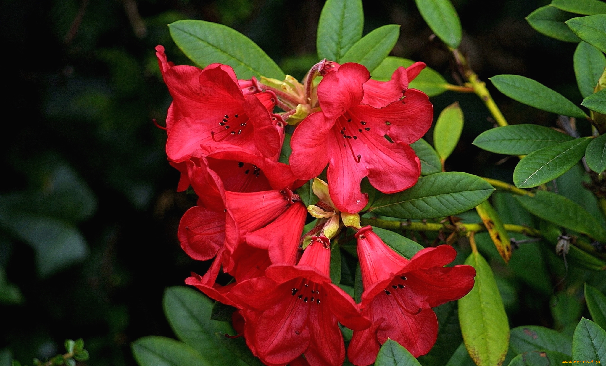 цветы, рододендроны, , азалии, красный