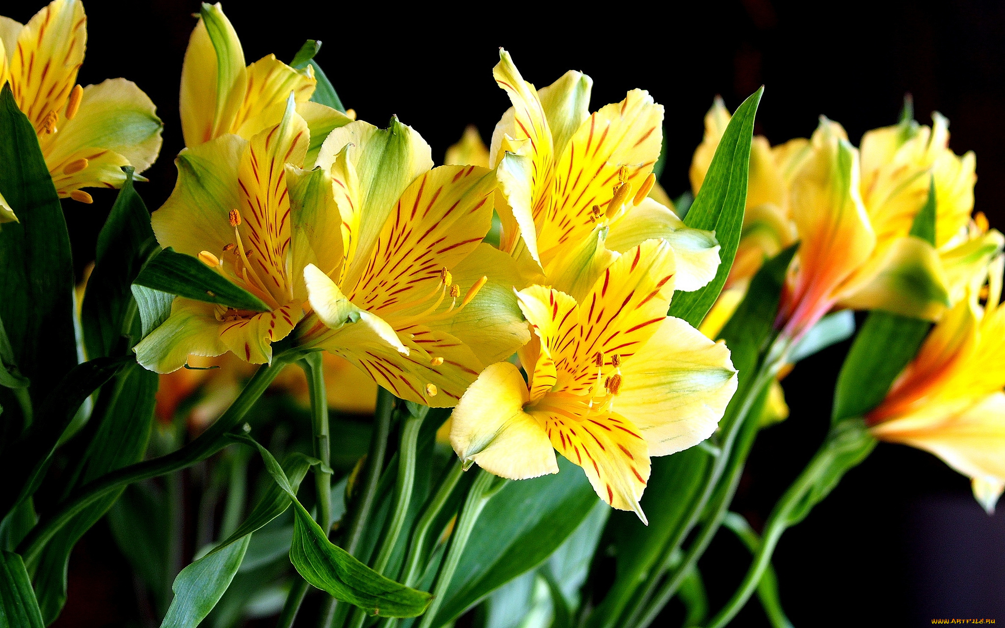 цветы, альстромерия, желтый