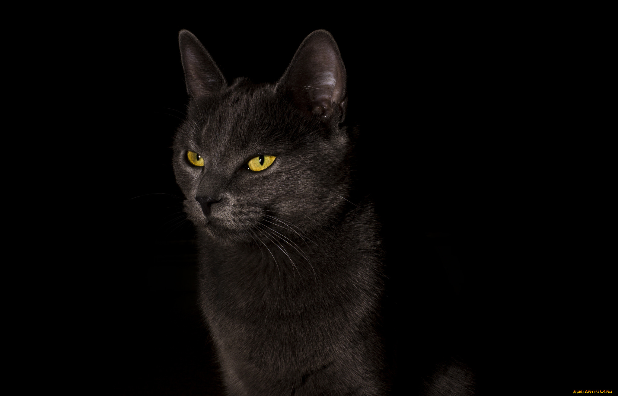 животные, коты, cat, черный, фон, кошка, black