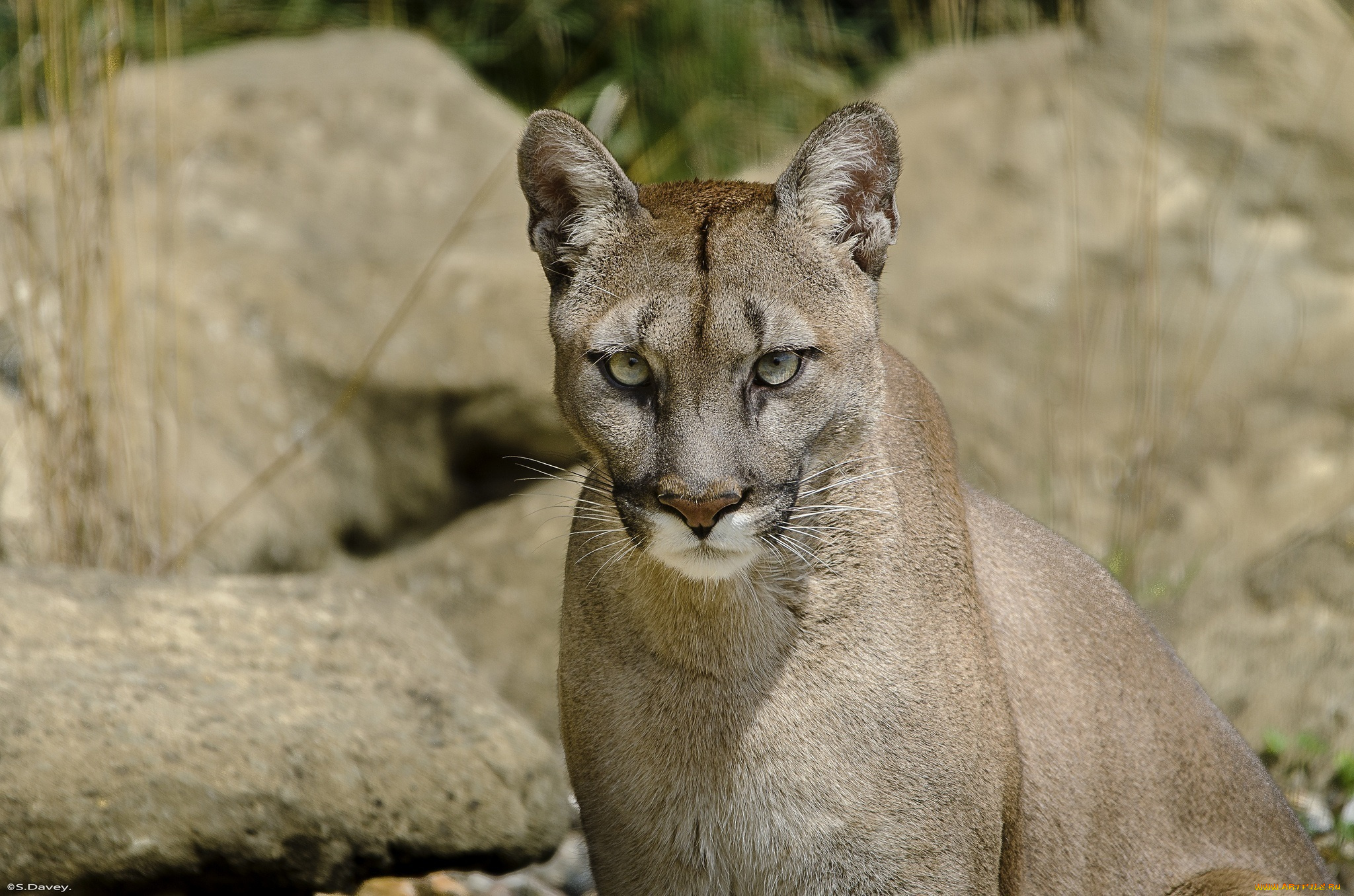 животные, пумы, морда, кошка, кугуар