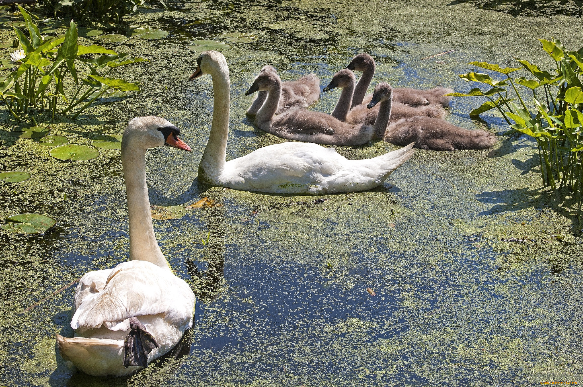 животные, лебеди, семья