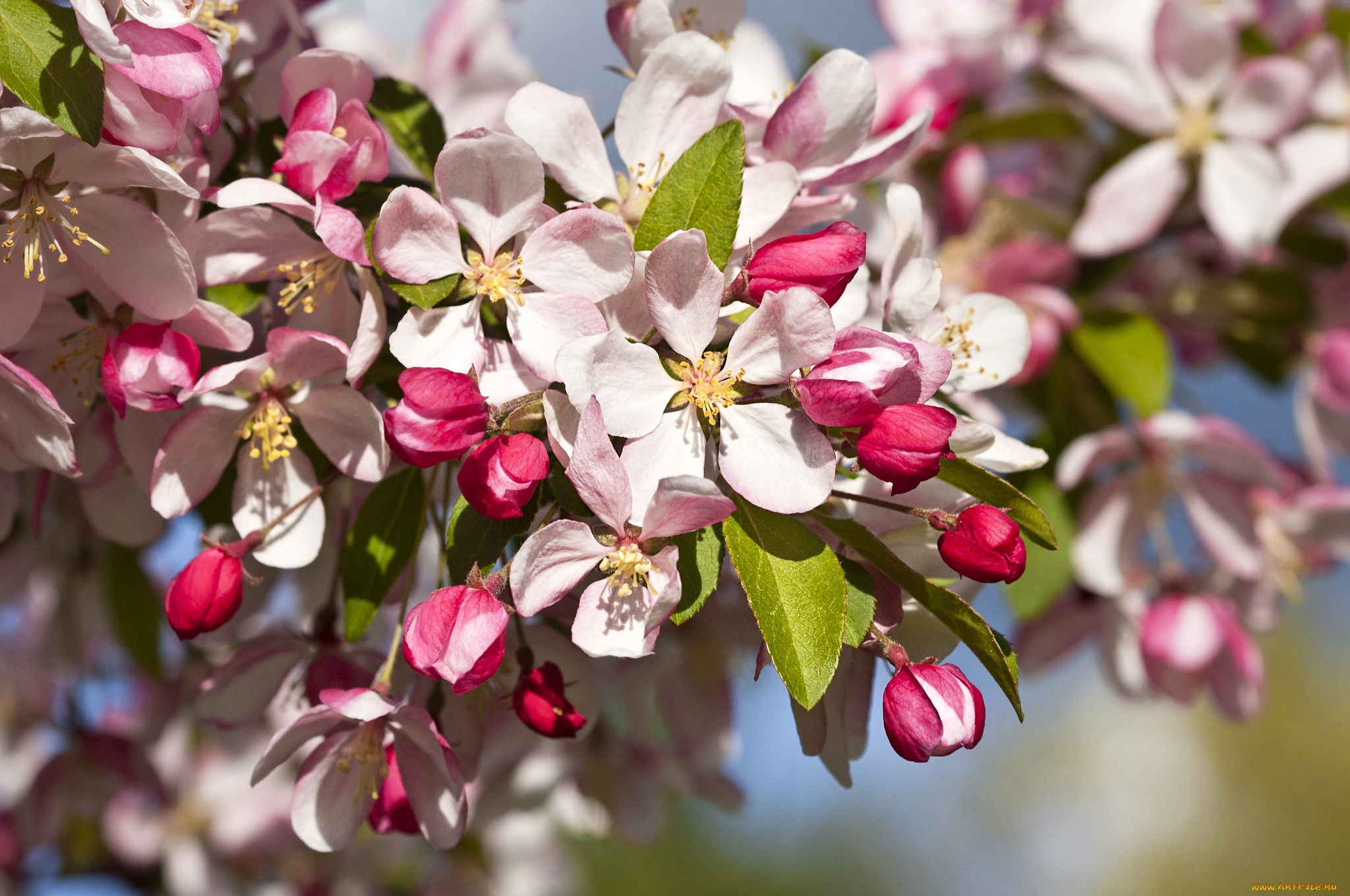 цветы, цветущие, деревья, , , кустарники, весна