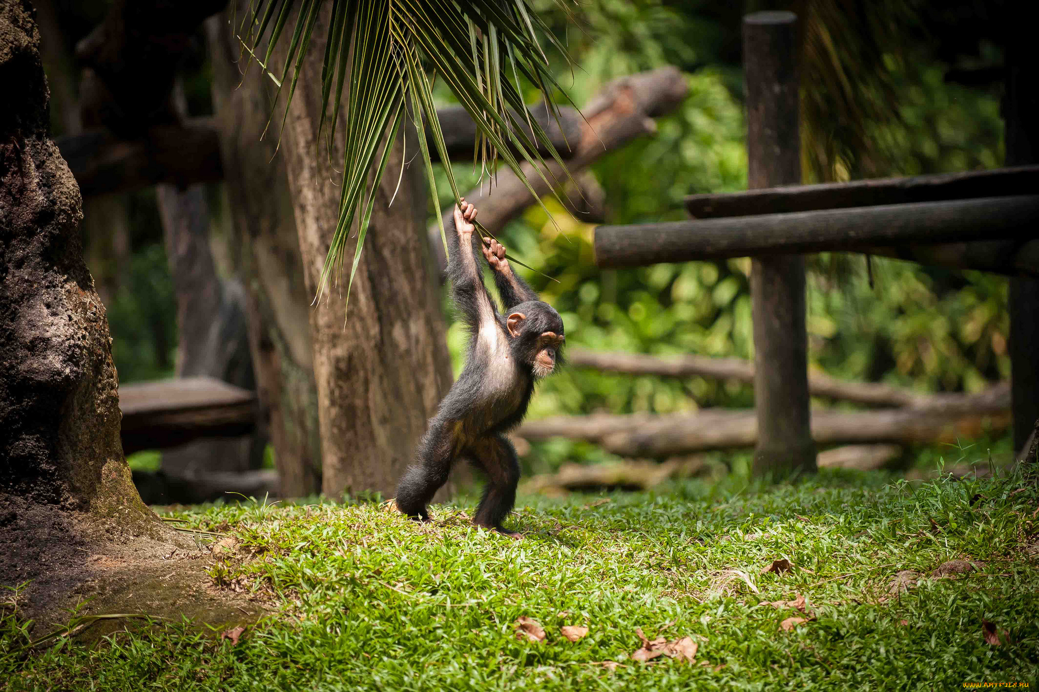 животные, обезьяны, шимпанзе