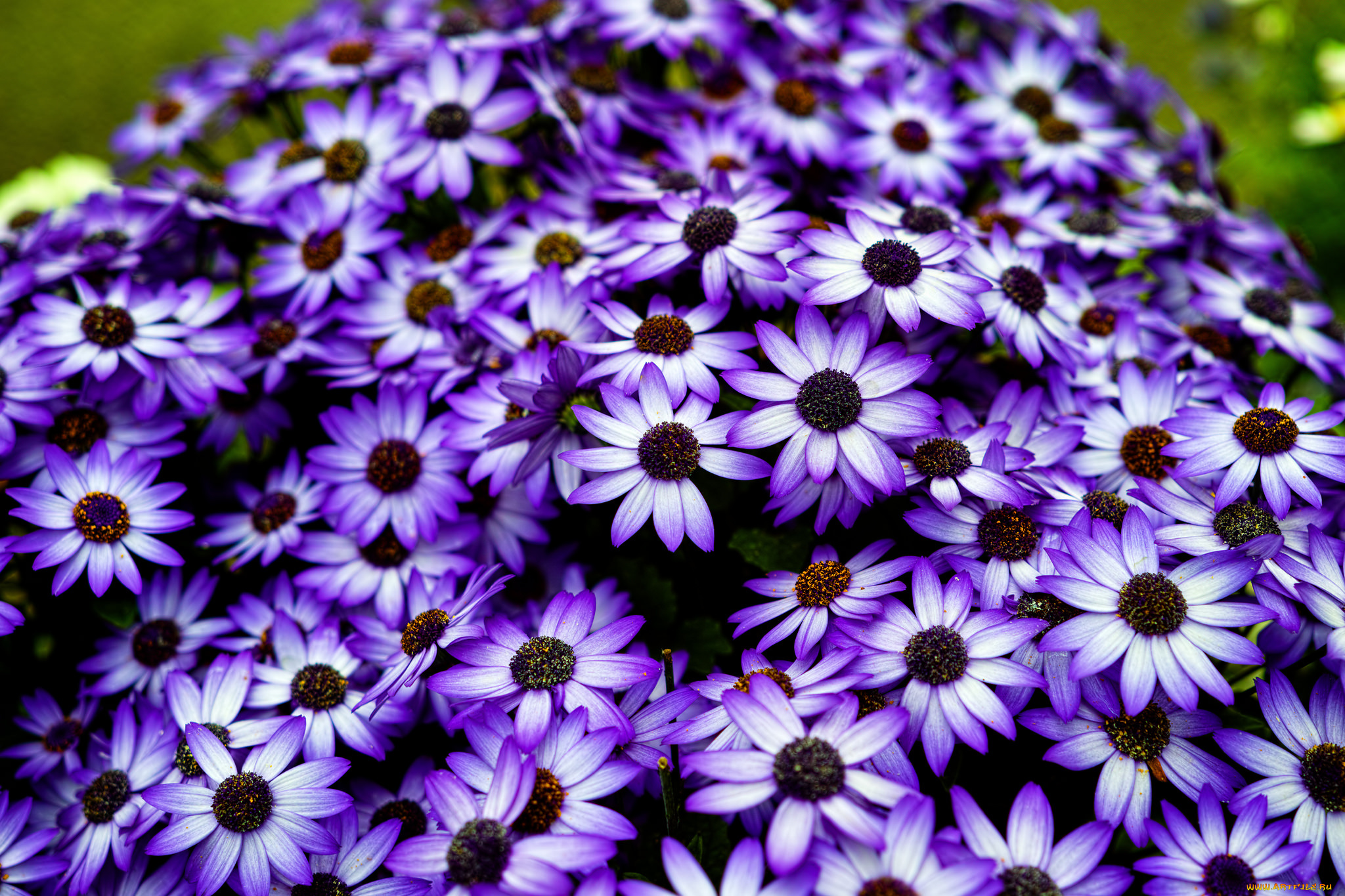 цветы, цинерария, много