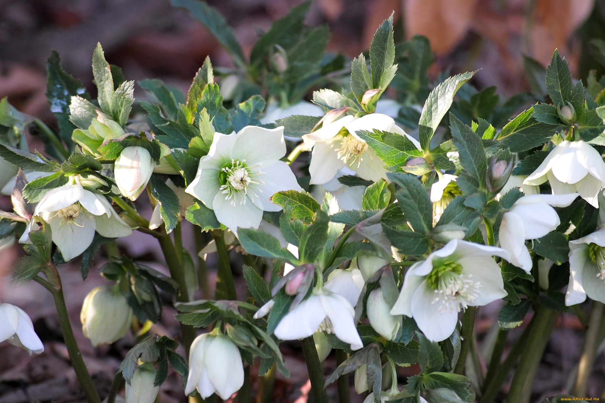 цветы, геллеборус, , морозник, белый