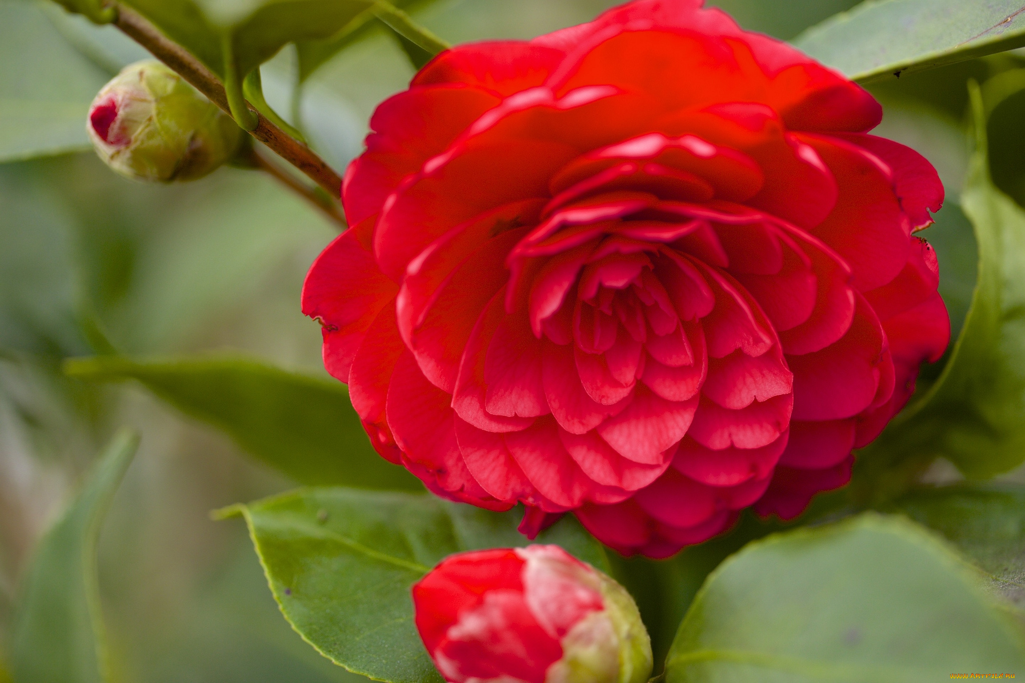 цветы, камелии, красный