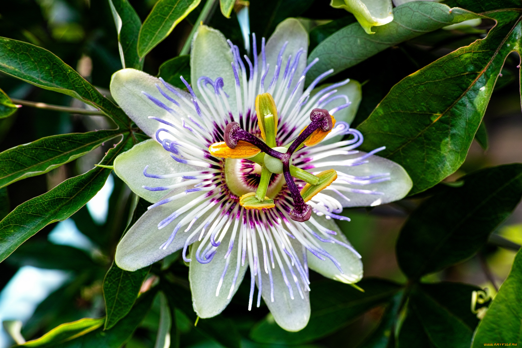 цветы, пассифлора, экзотика