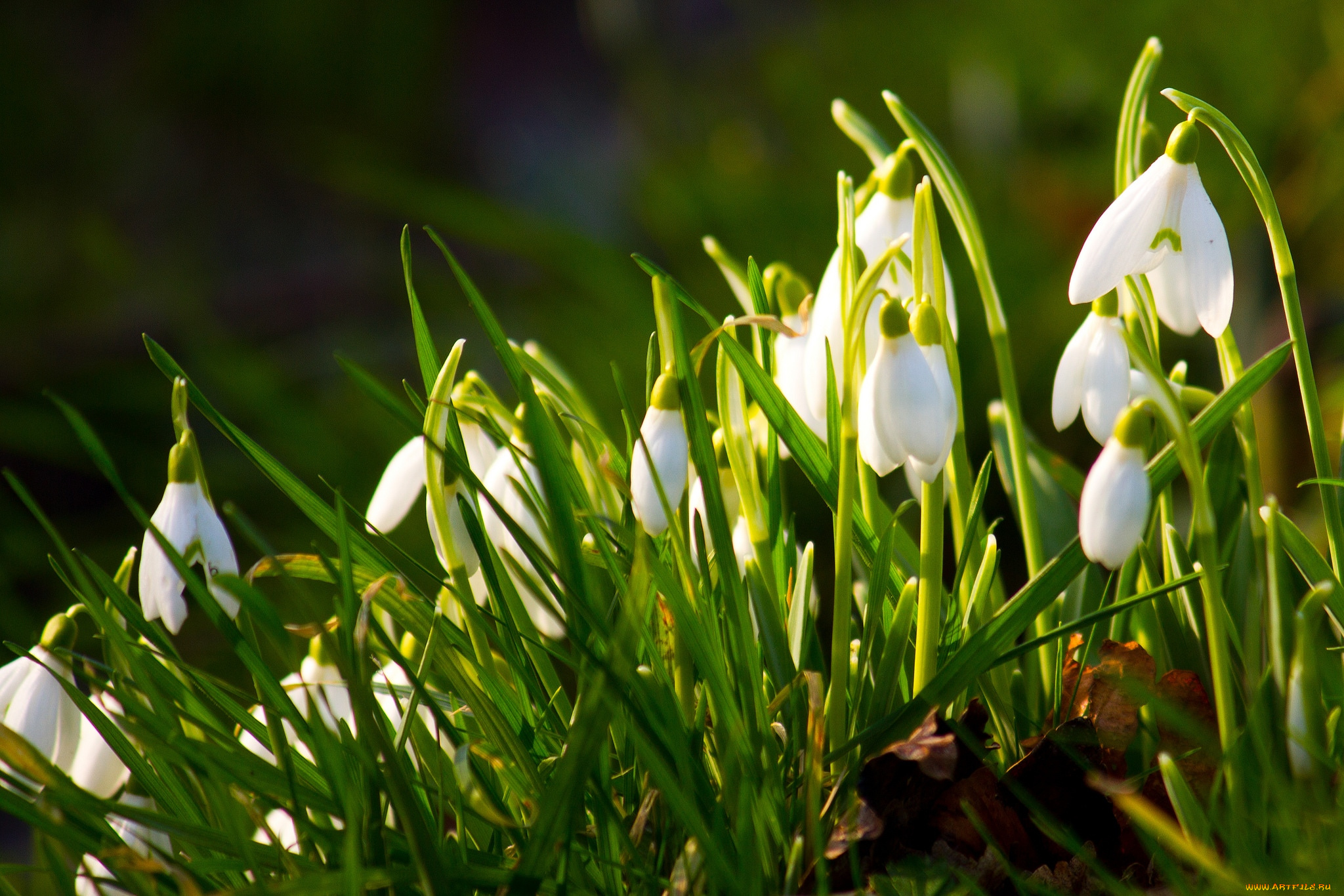 цветы, подснежники, , белоцветник, , пролески, весна