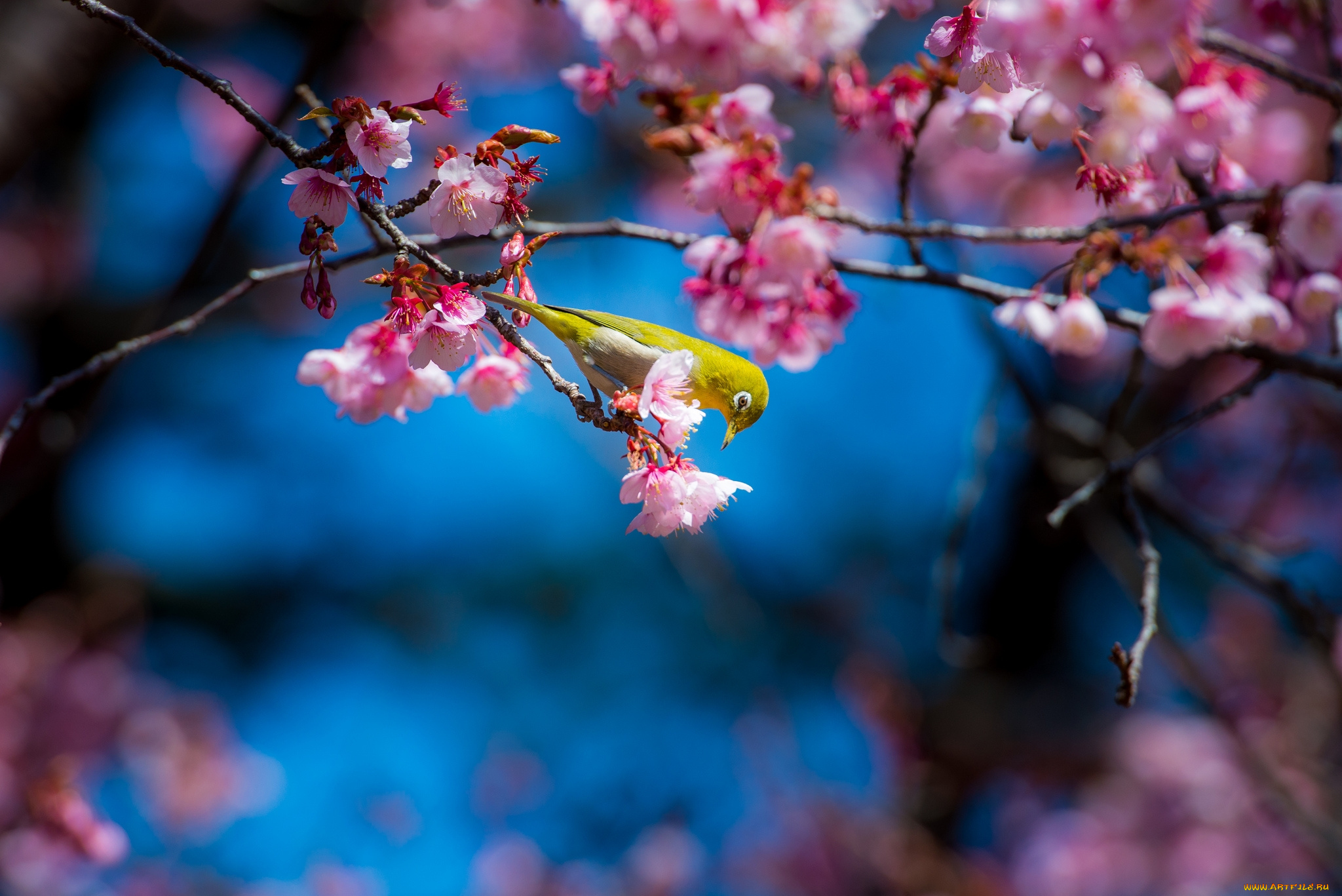 животные, белоглазки, сакура