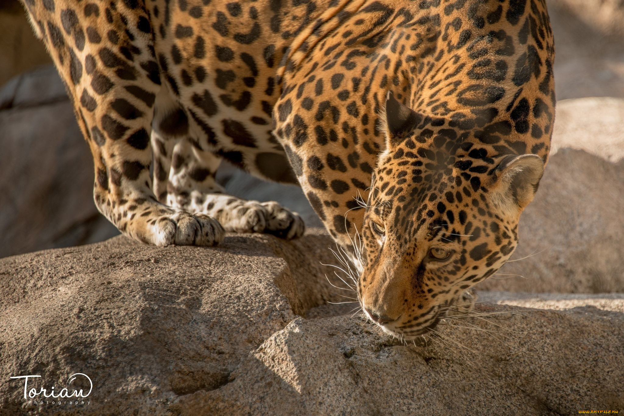 животные, Ягуары, камни, кошка, морда