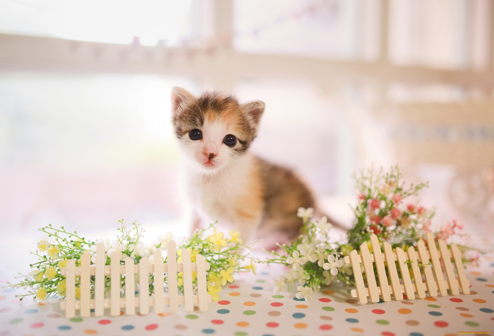 животные, коты, кроха