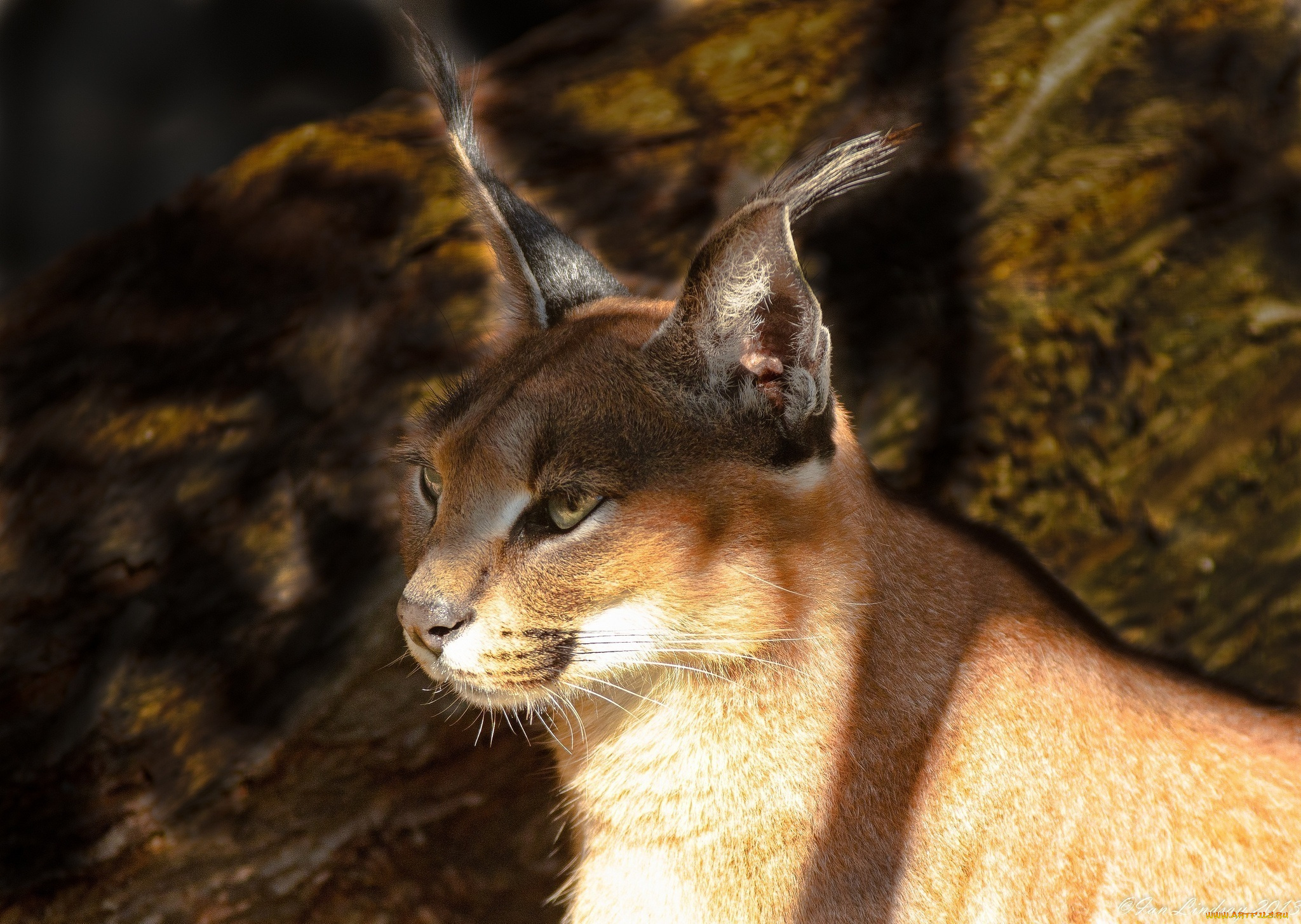 животные, рыси, каракал