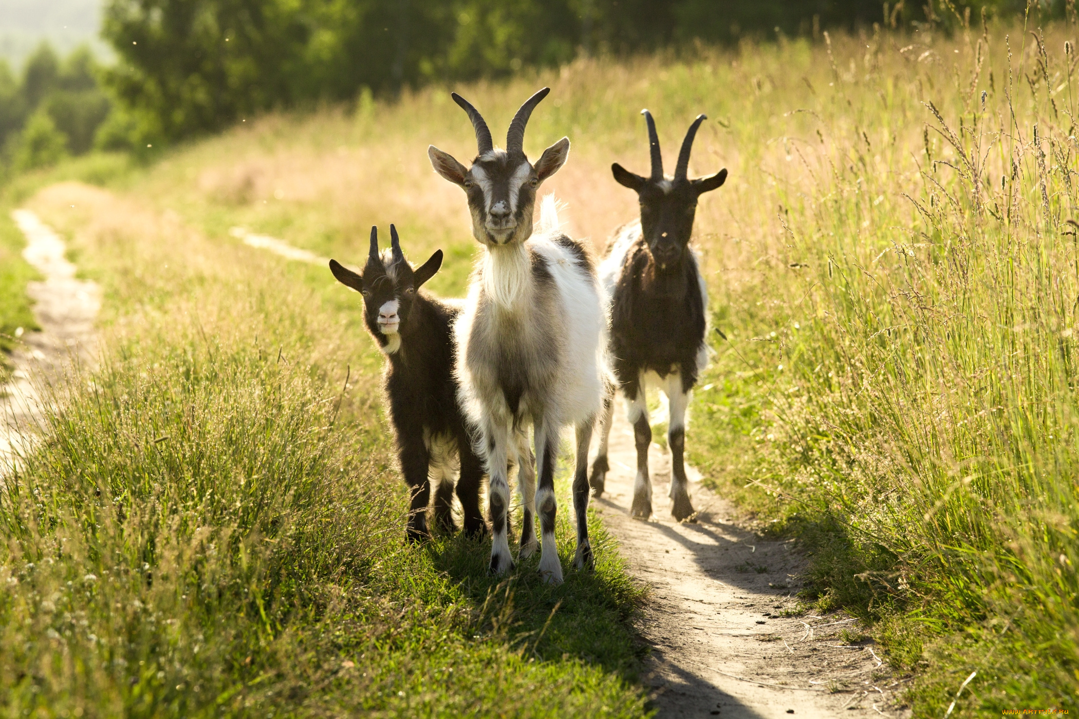 животные, козы, трио