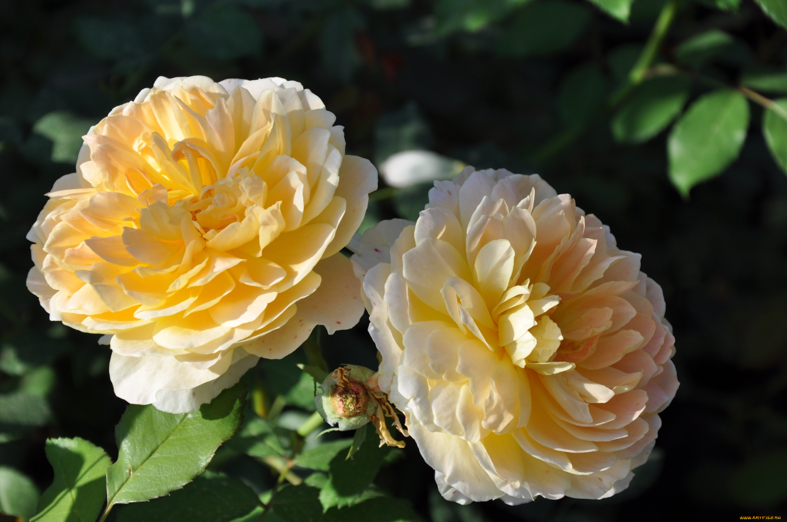 цветы, розы, желтый