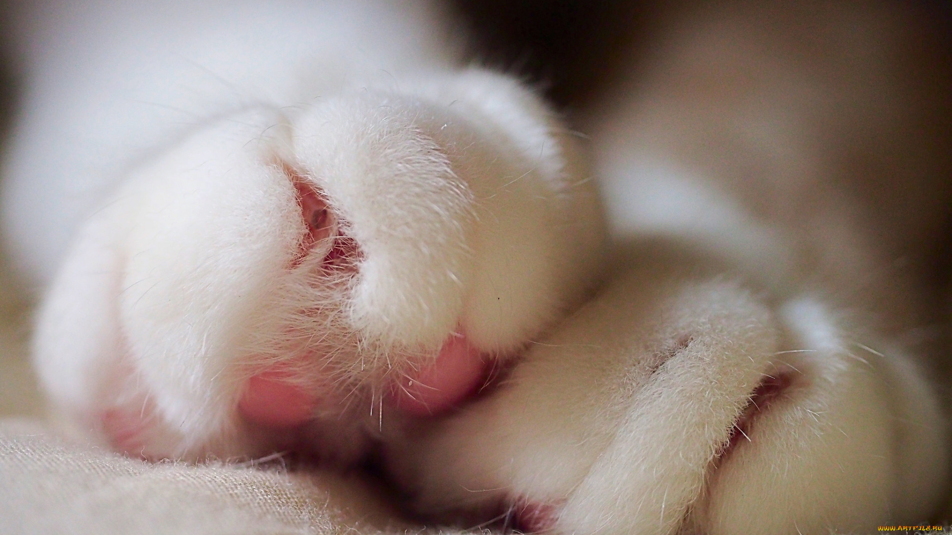 разное, -, другое, лапки, макро, белые, кошачьи