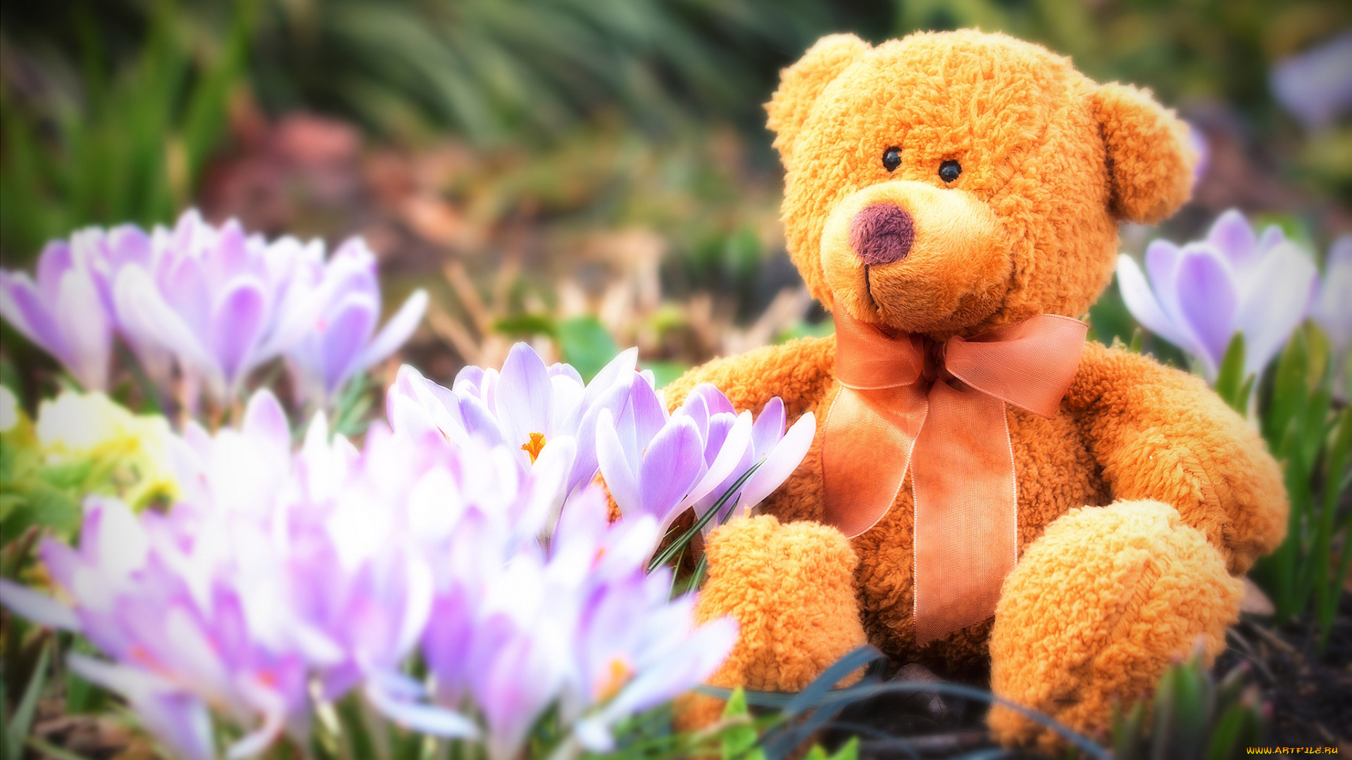 разное, игрушки, весенний, тедди, крокусы, весна, цветы, плюшевый, мишка
