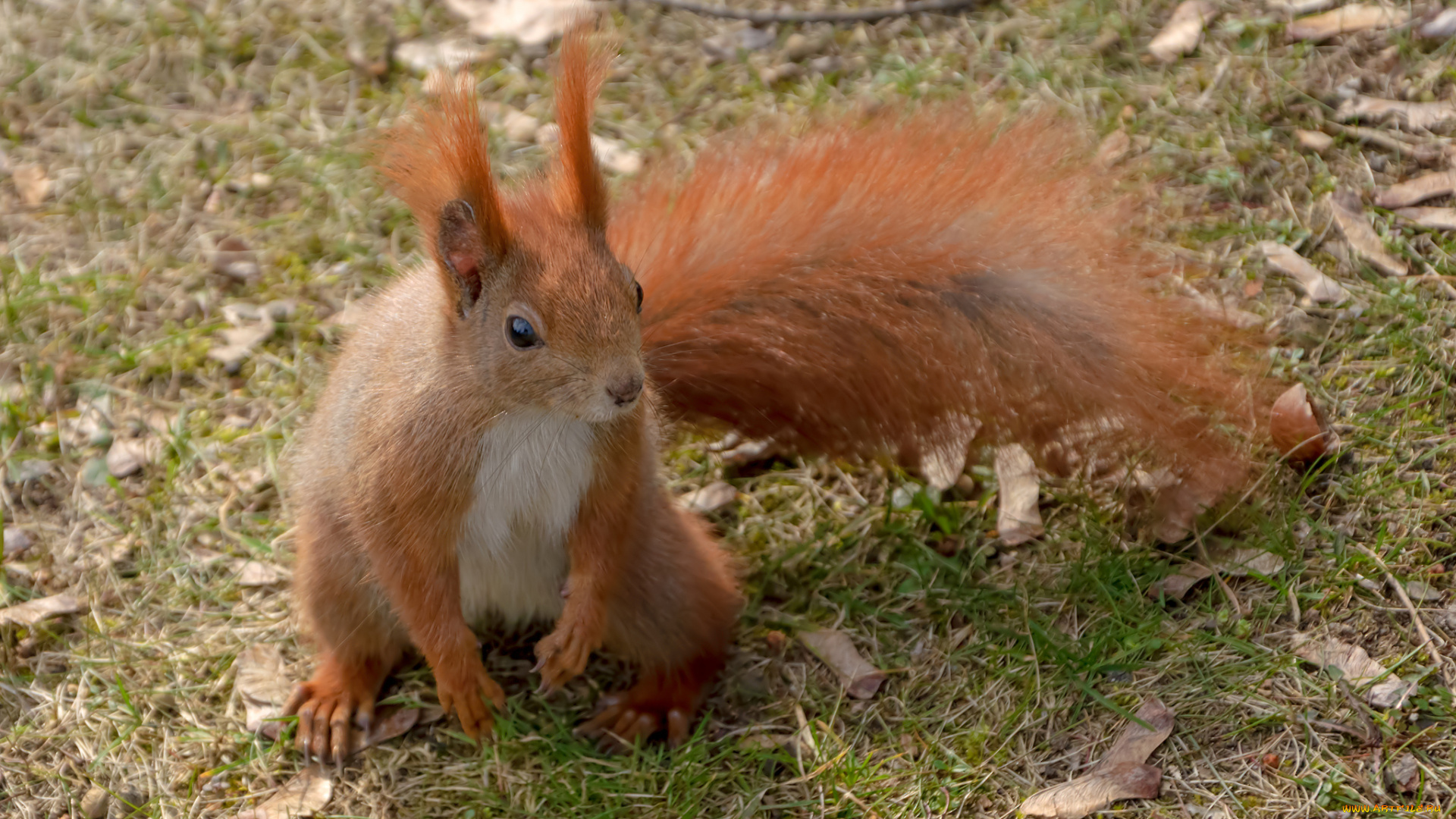 животные, белки, белка