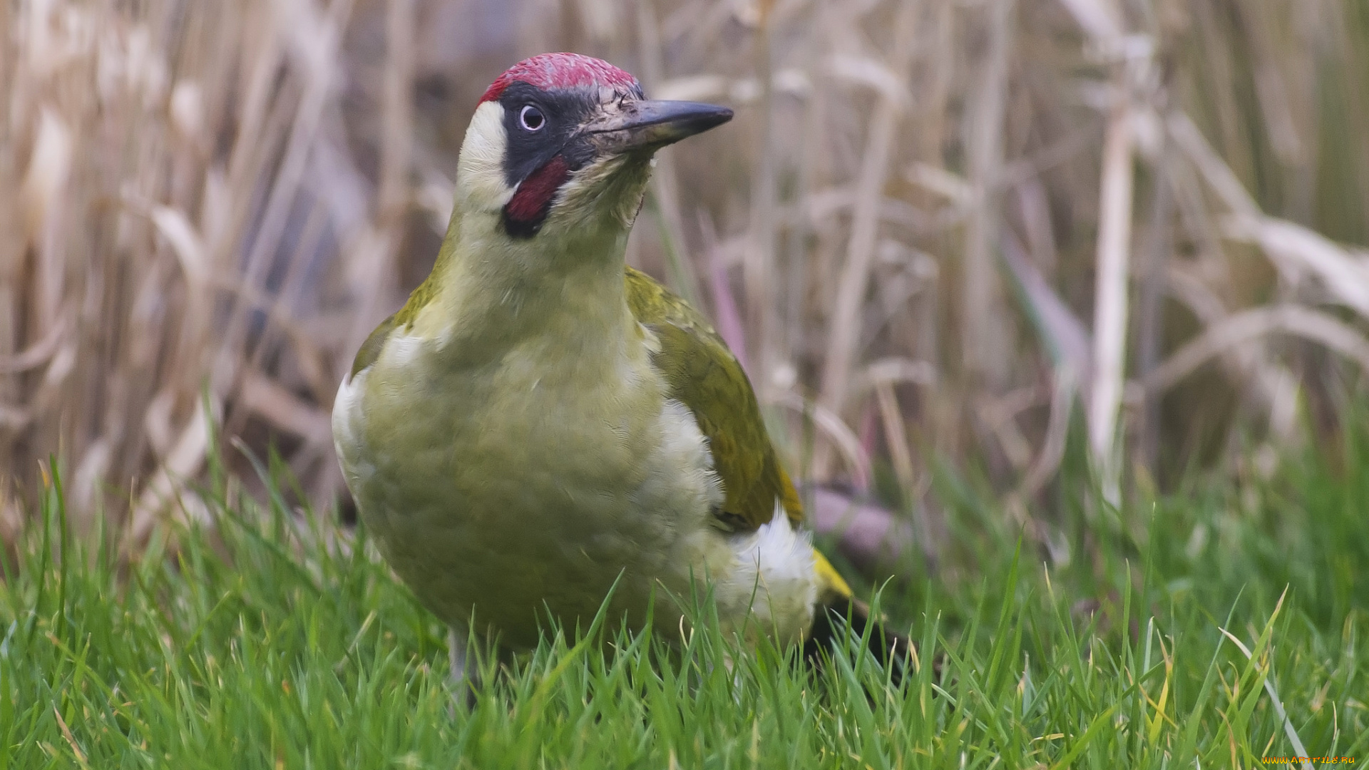 животные, дятлы, птица, луг, трава