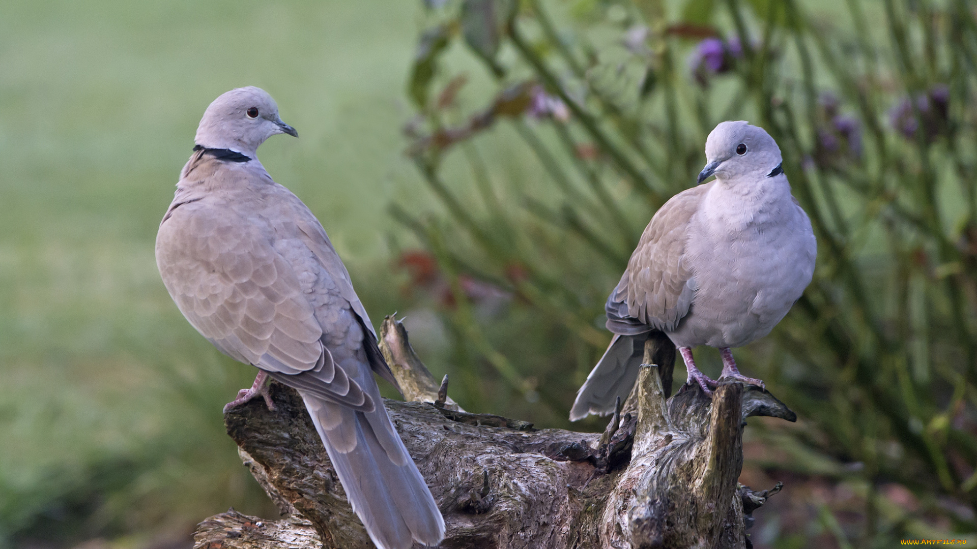 животные, голуби, птицы, пара, дикие