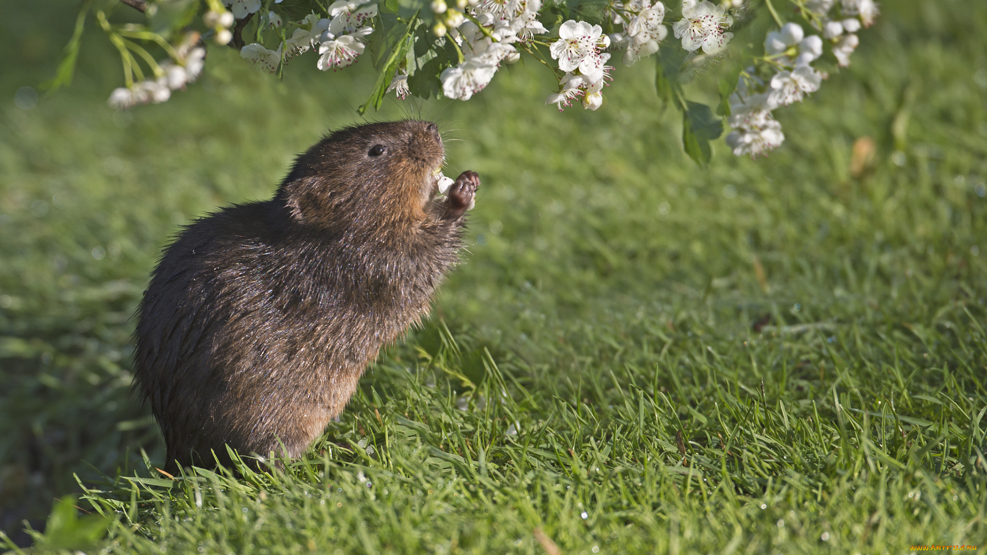 животные, крысы, , мыши, луг, роса, трава, мышь, ветка, цветы, весна