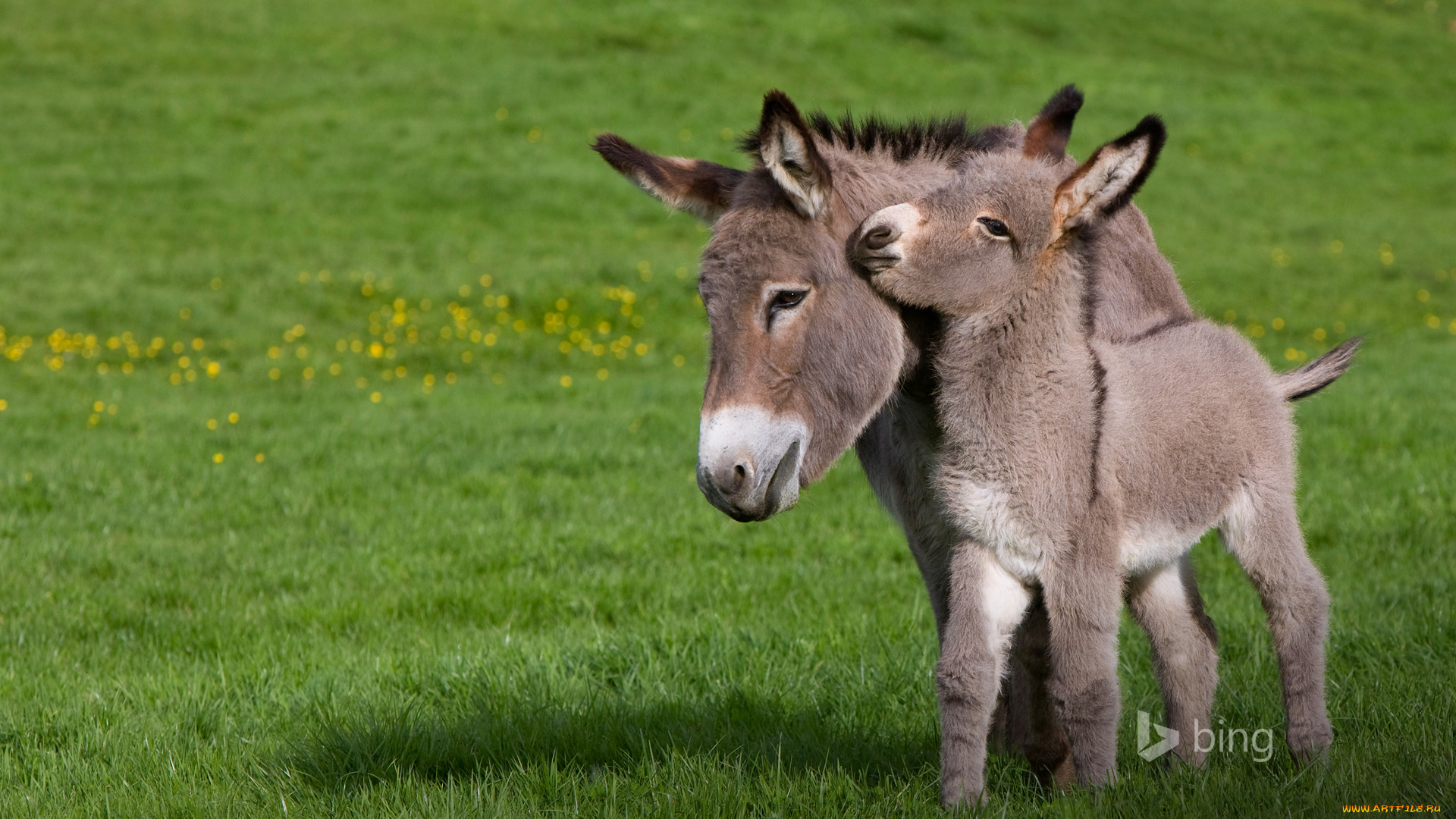 животные, ослы, ослики