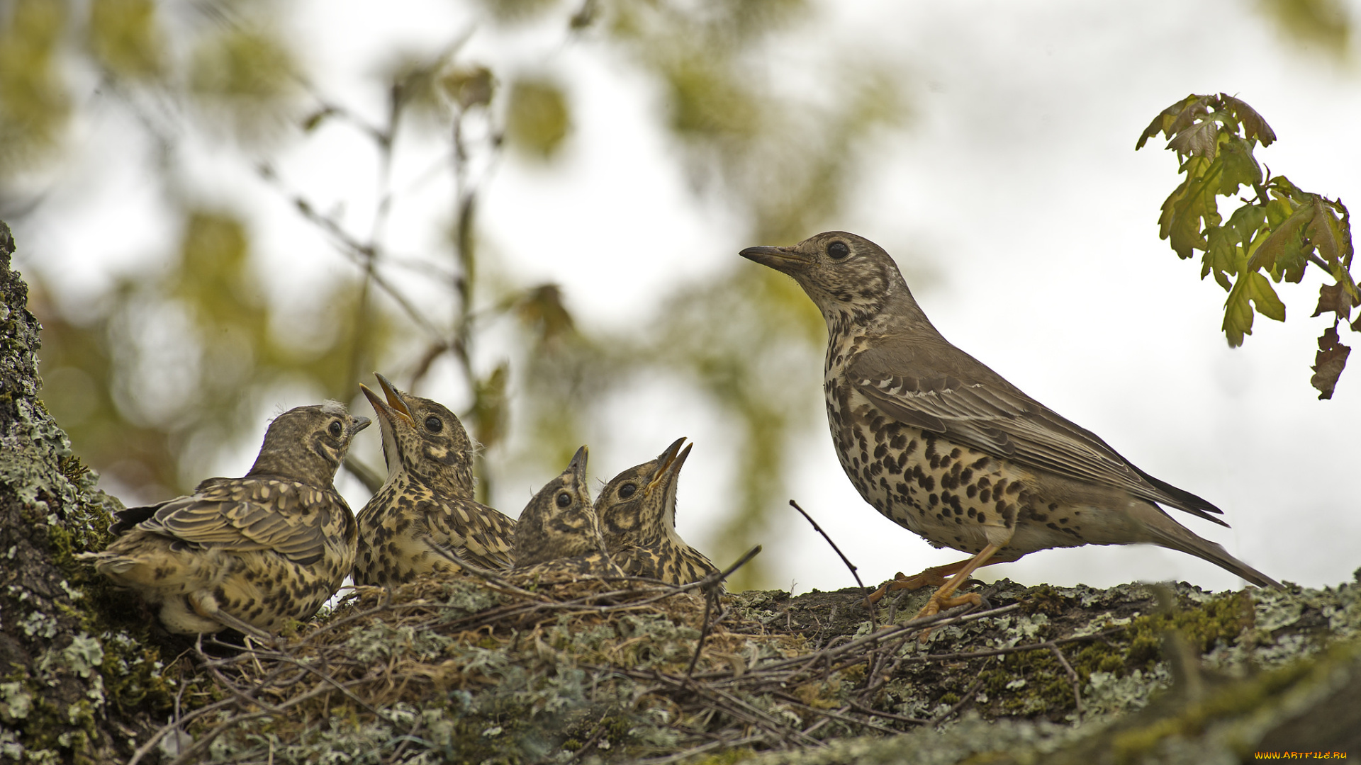 животные, птицы, ветка, гнездо, птенцы, птица