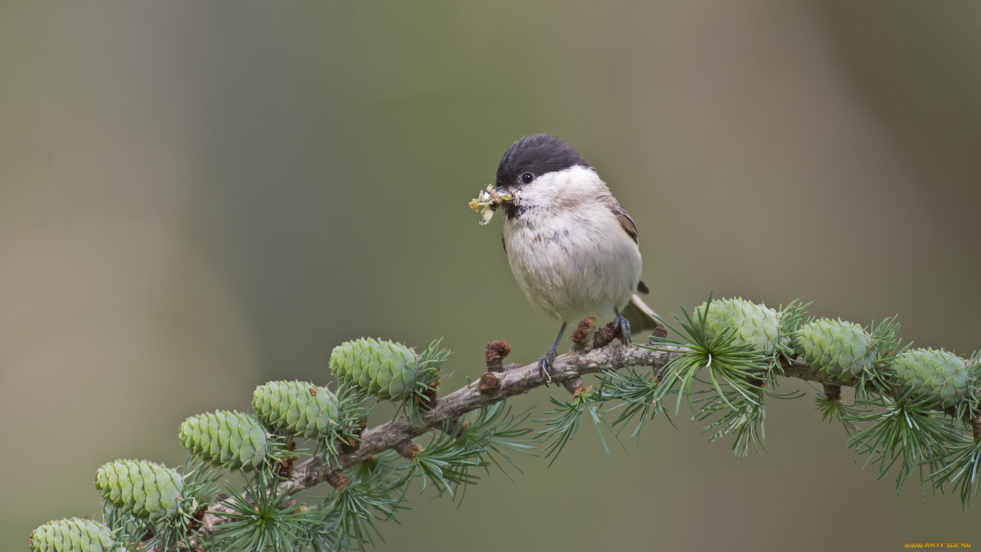 животные, птицы, ветка, шишки, птица, фон
