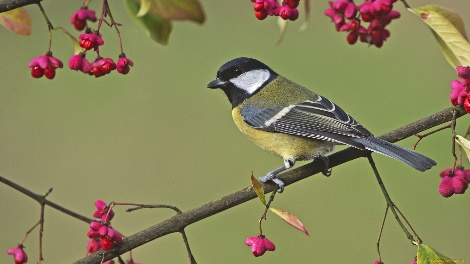 животные, синицы, , лазоревки, фон, птица, синица, ветки, цветы