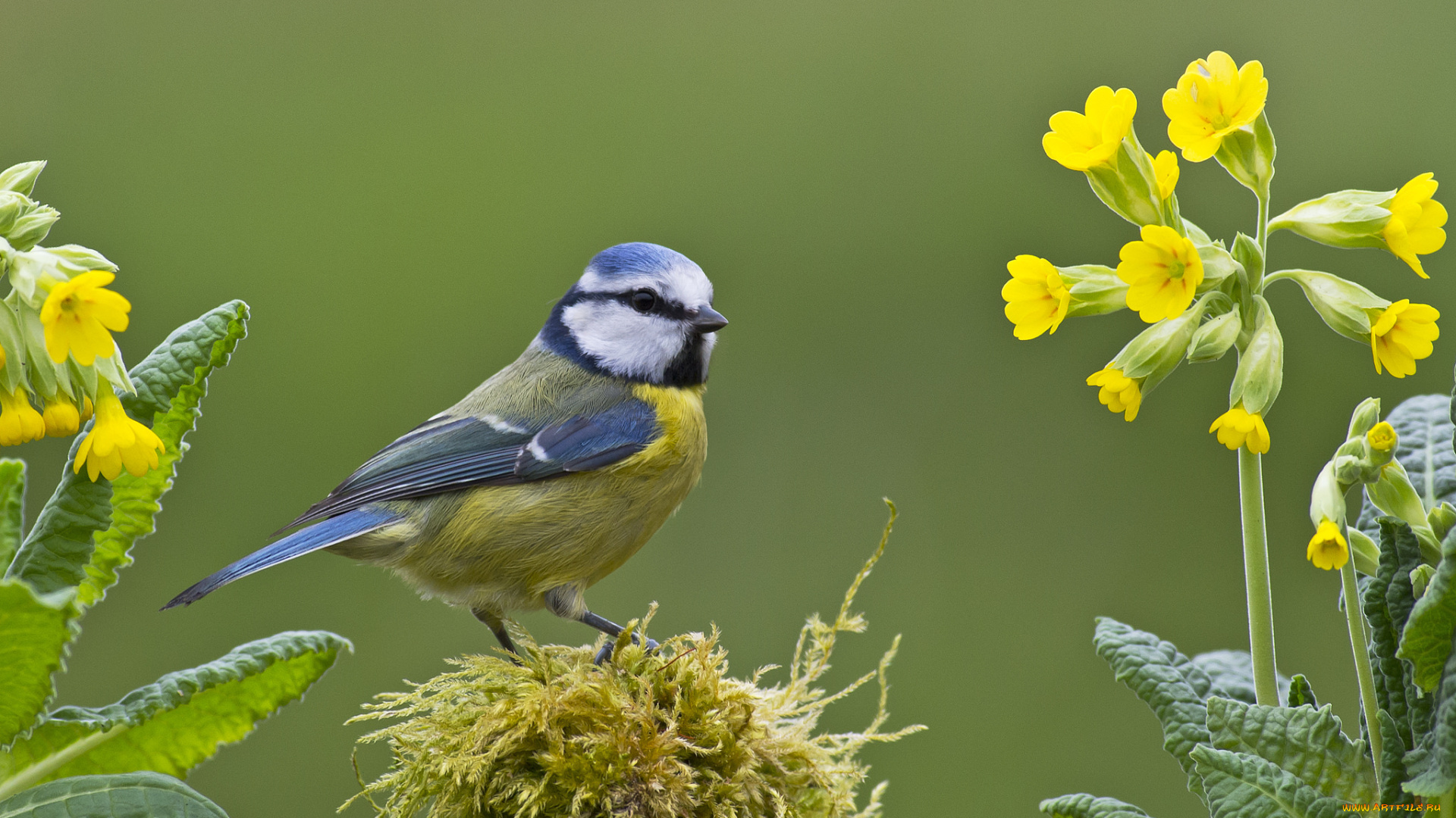 животные, синицы, , лазоревки, фон, птица, синица, ветки, цветы