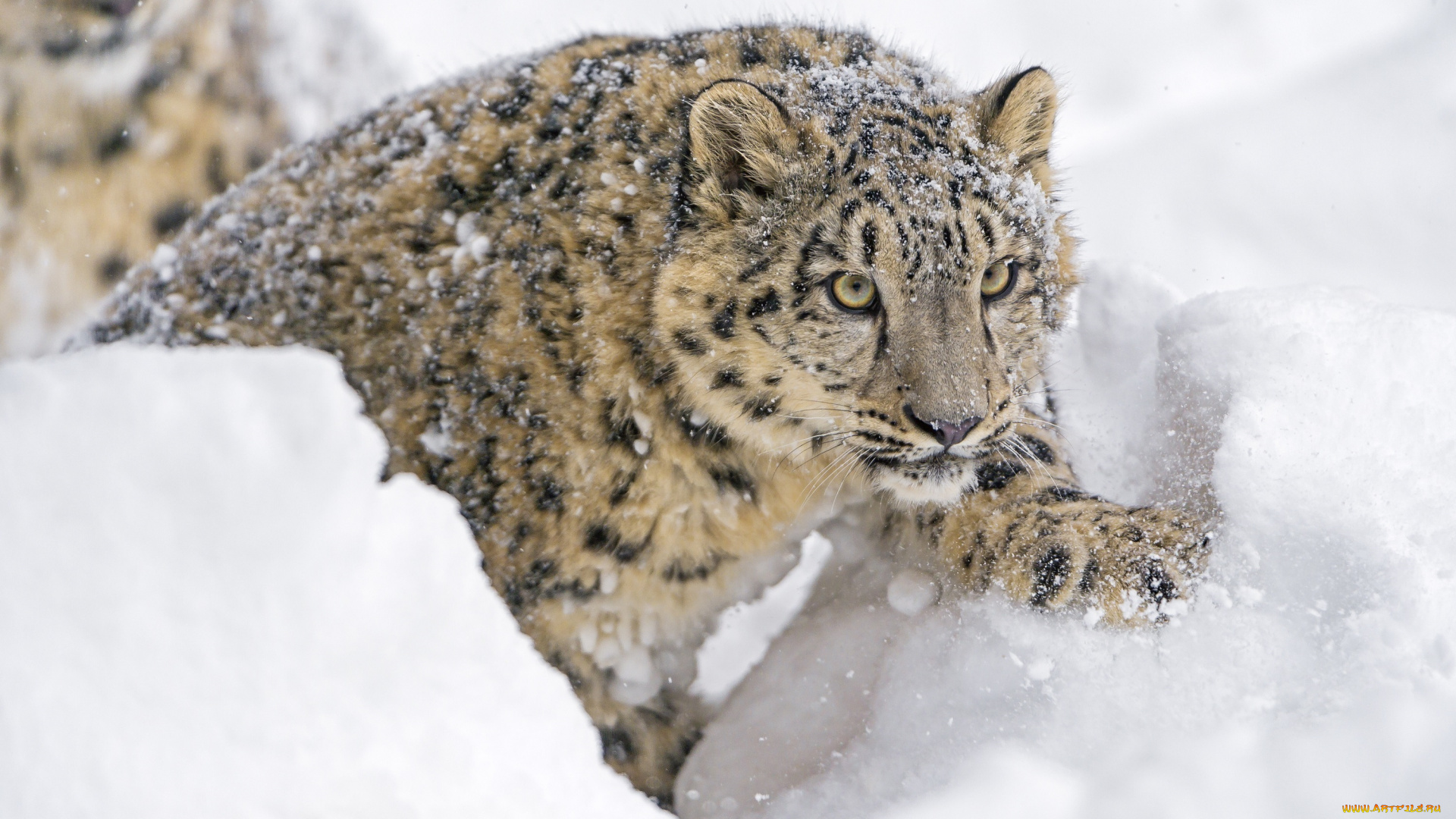 животные, снежный, барс, , ирбис, хищник, кошка, детёныш, молодой, морда, смотрит, снег, зима, зоопарк, барс