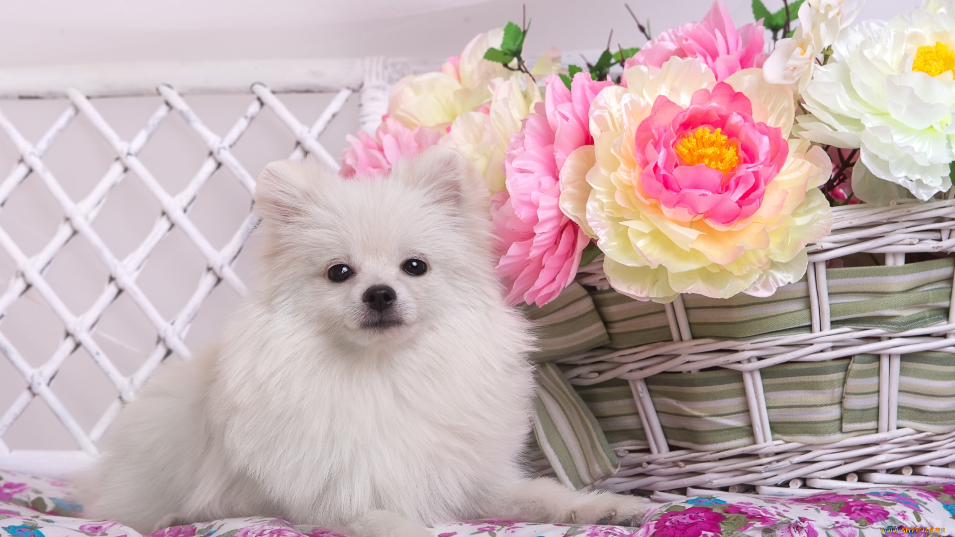 животные, собаки, корзина, цветы, белый, шпиц