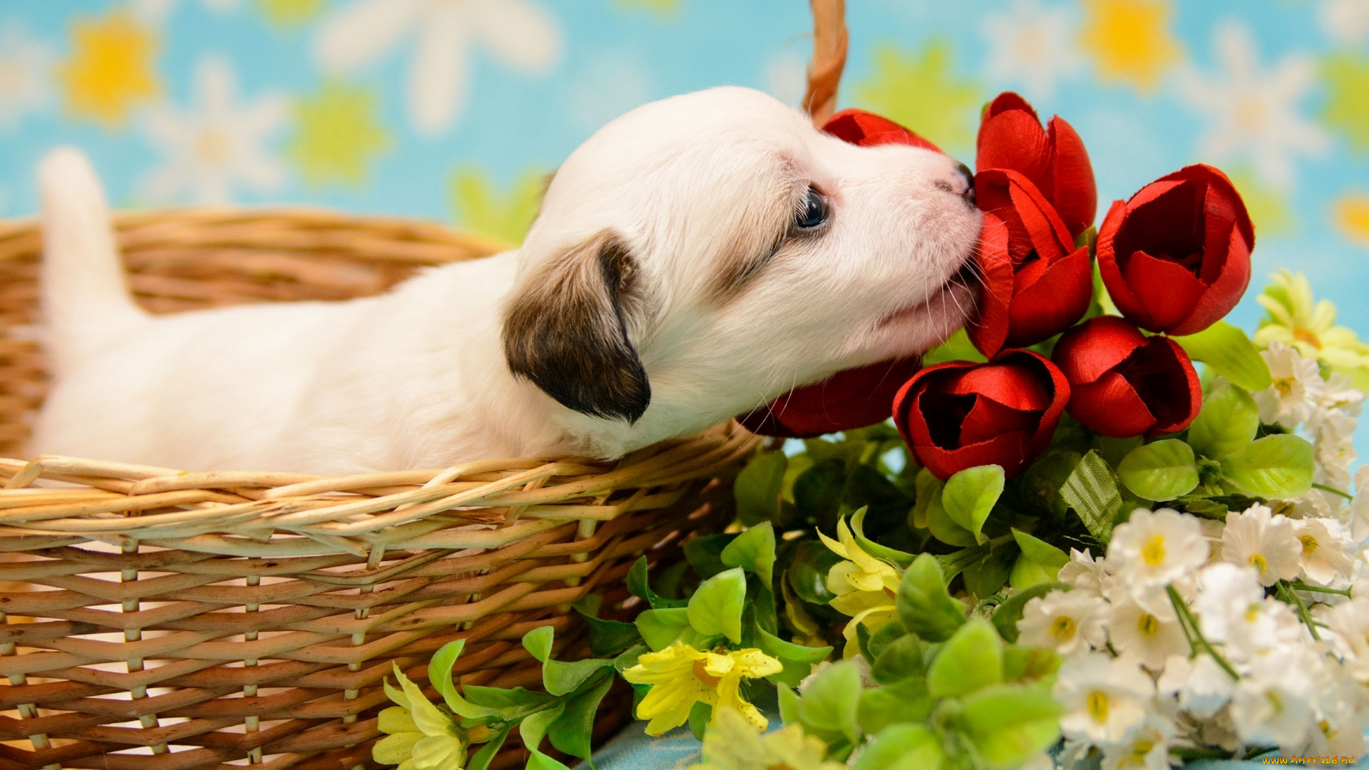 животные, собаки, щенок, цветы, корзина, малыш