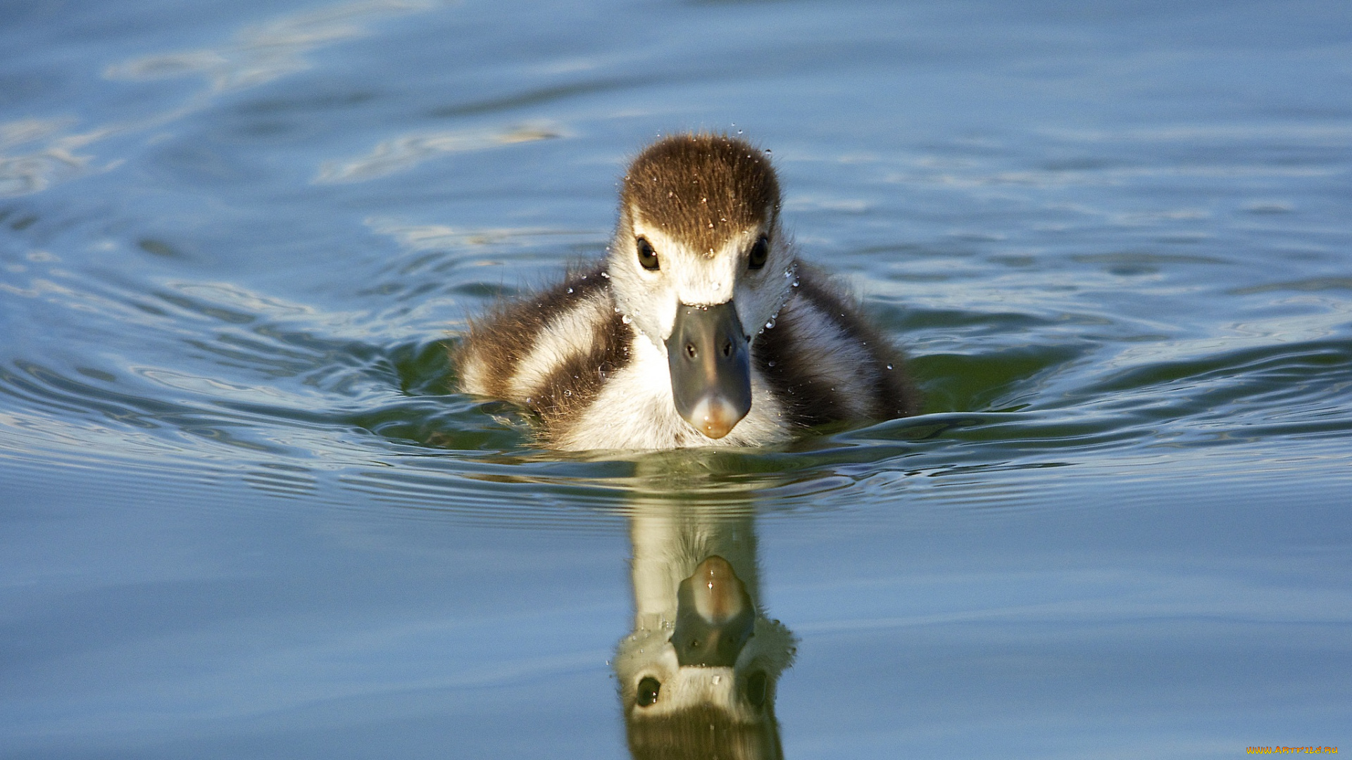 животные, утки, озеро, плывёт, вода, утёнок