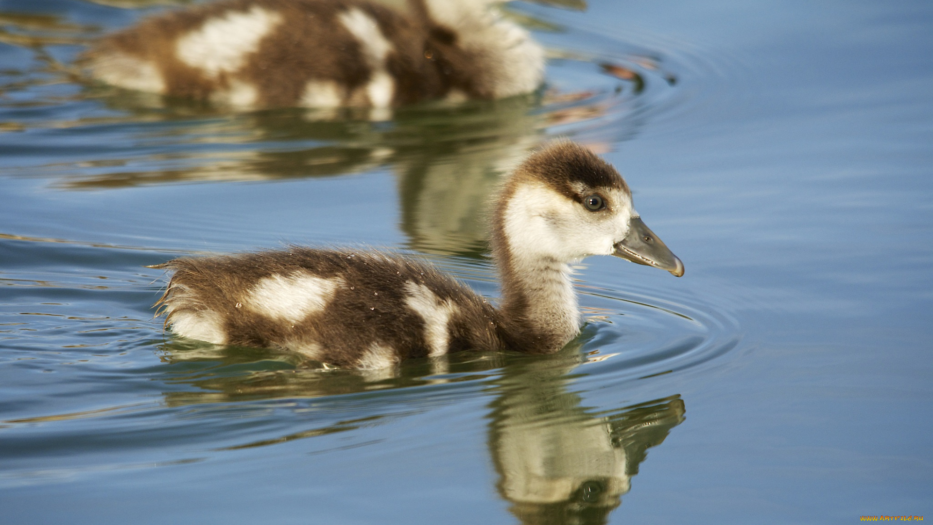 животные, утки, озеро, плывёт, вода, утёнок