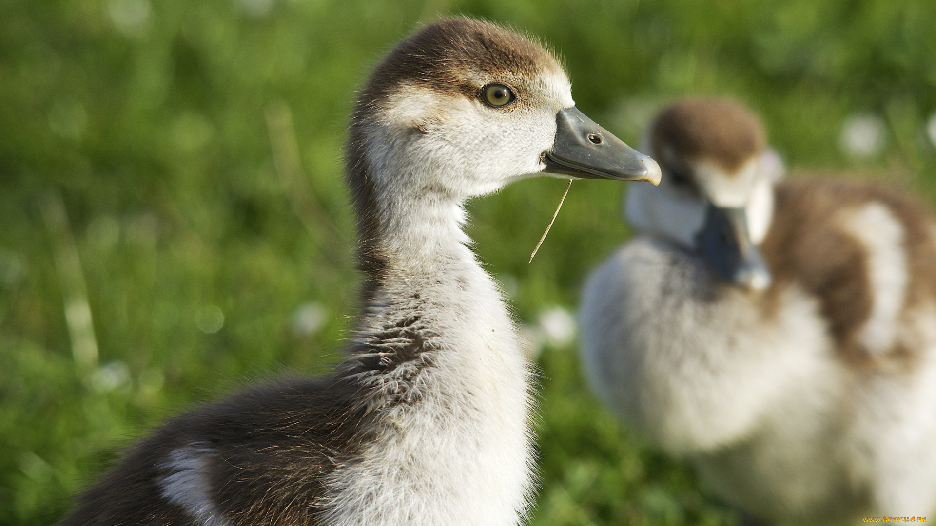 животные, утки, трава, луг, утёнок